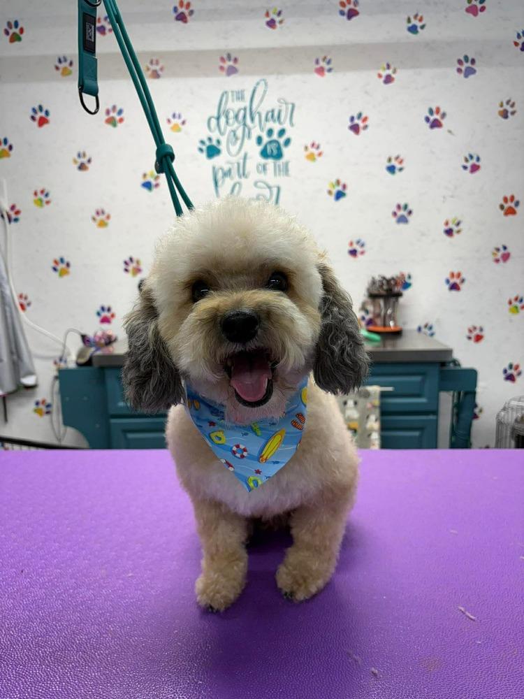 Lambchop, Adoptable, Young Male Poodle.