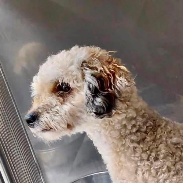 Enlarge Lambchop, a Adoptable mixed breed in Middletown, CT image 1/1
