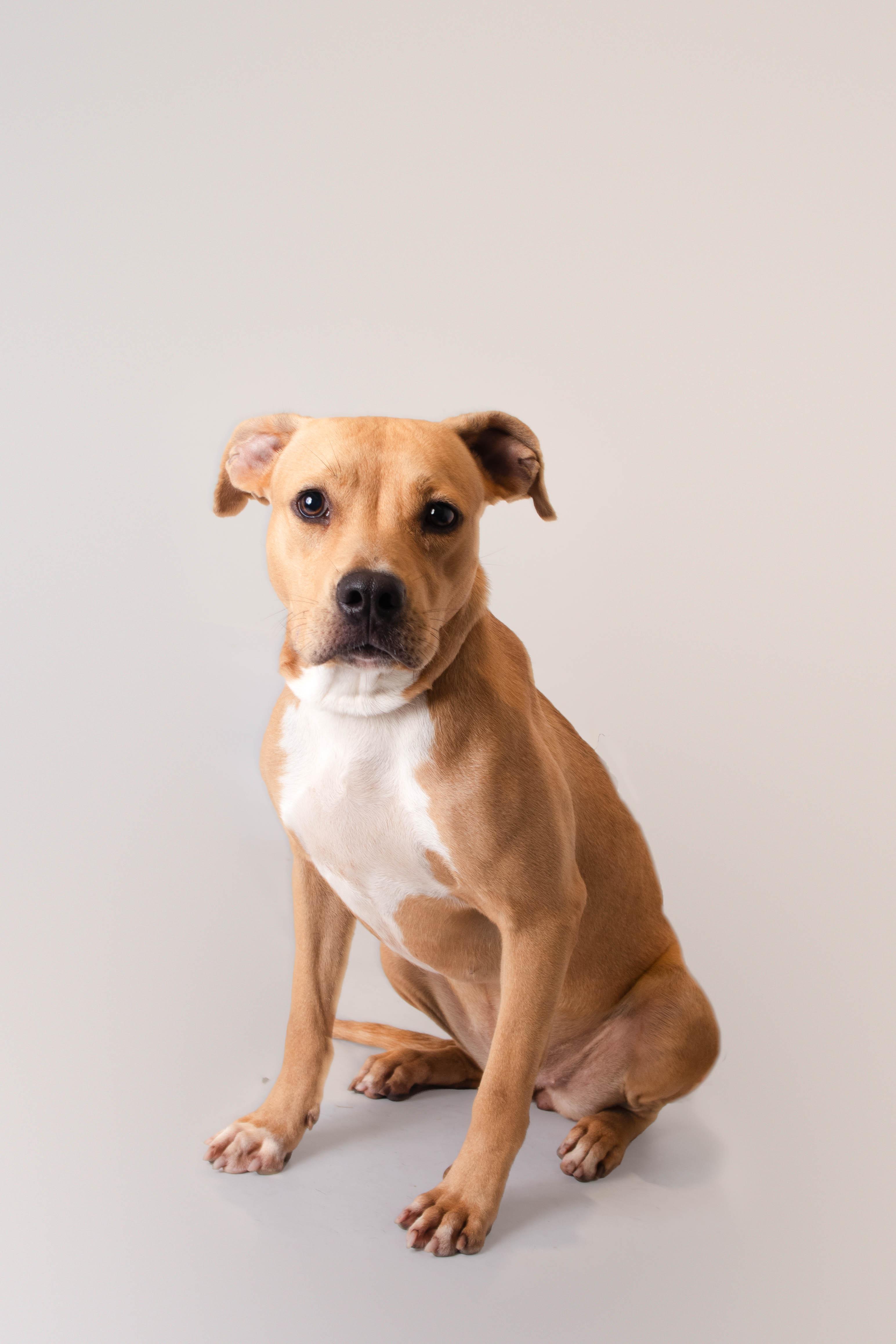 Leana, ADOPTABLE, Adult Female Labrador Retriever.