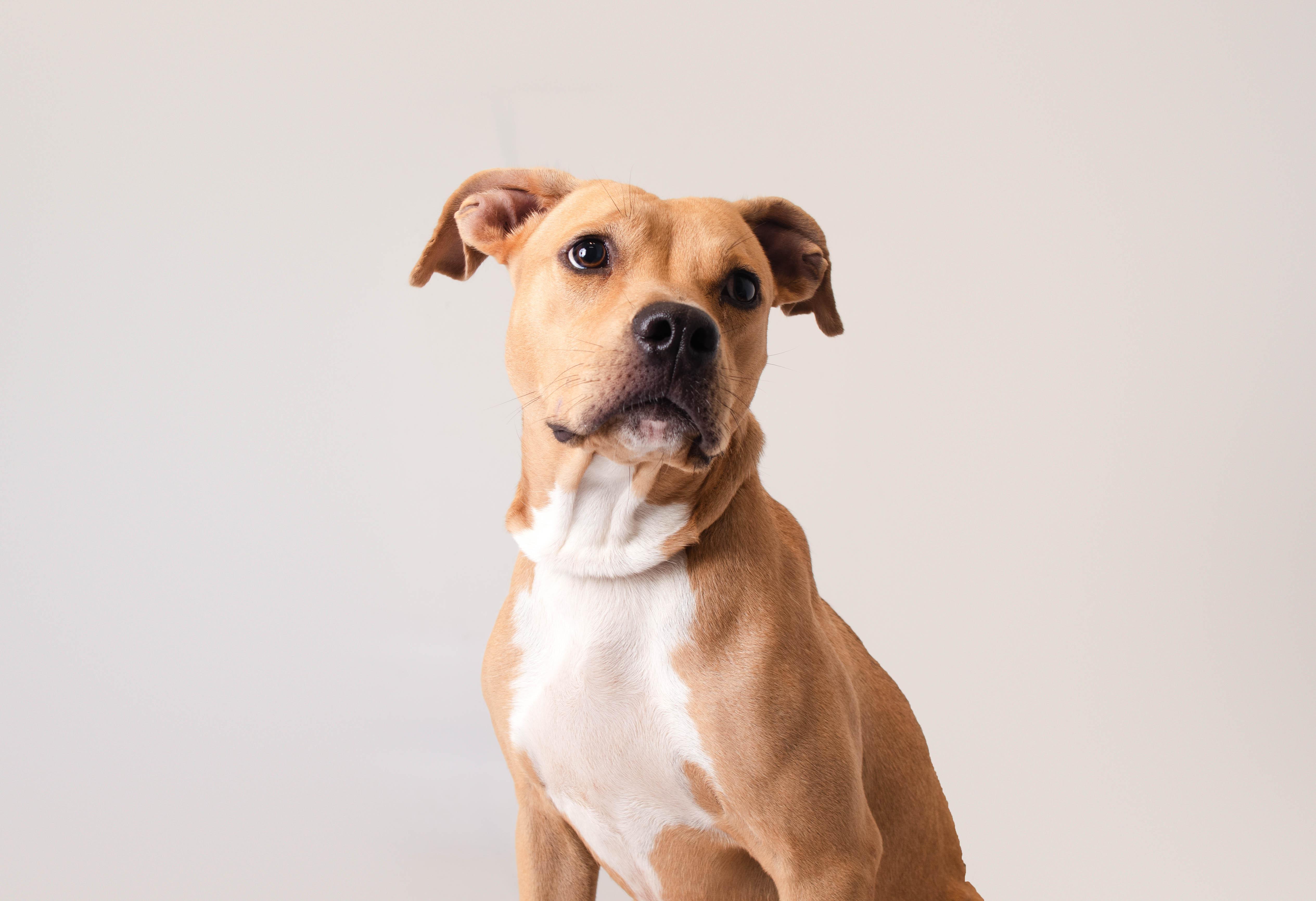 Enlarge Leana, a ADOPTABLE mixed breed in Plaquemine, LA image 2/2