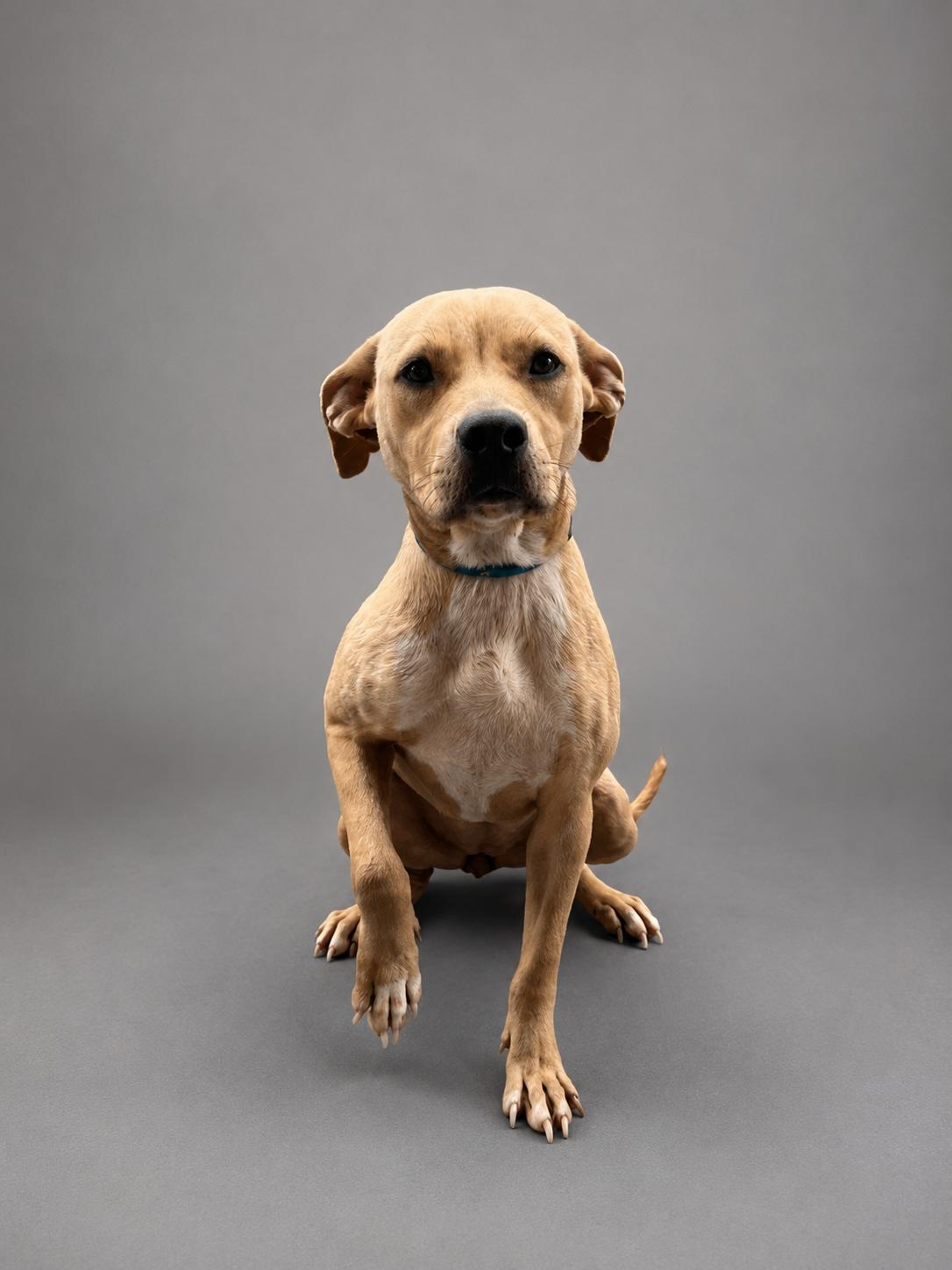 Enlarge Leana, a ADOPTABLE mixed breed in Plaquemine, LA image 1/1
