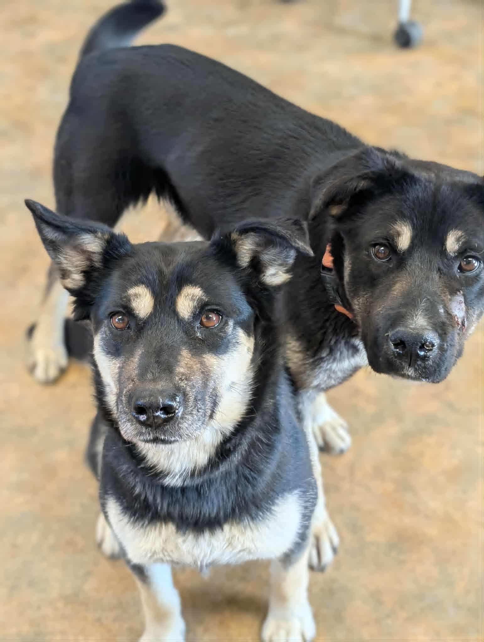 Enlarge Lena , a ADOPTABLE mixed breed in Bethel, AK image 2/3