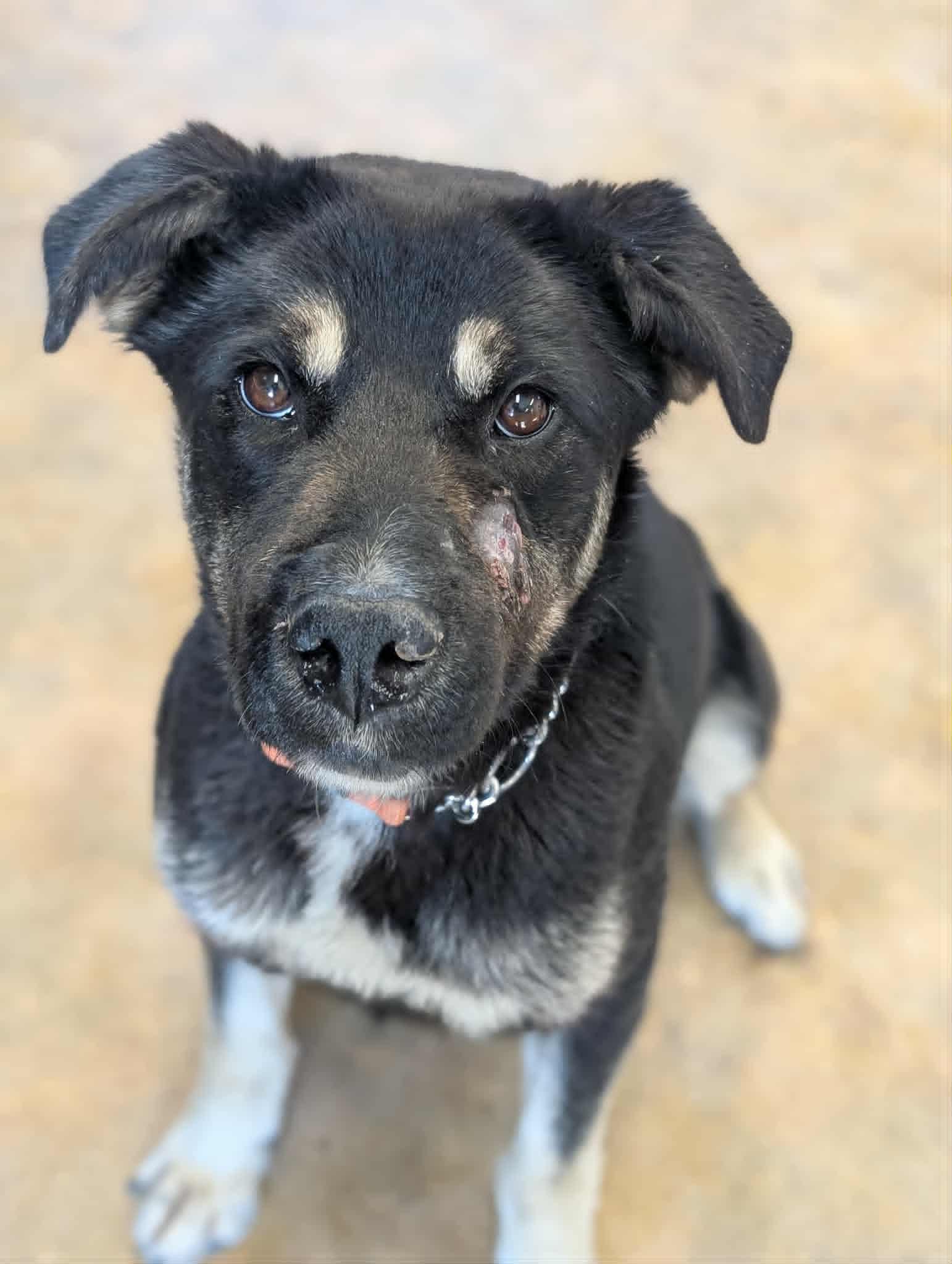 Lena , ADOPTABLE, Young Female Husky & German Shepherd Dog.
