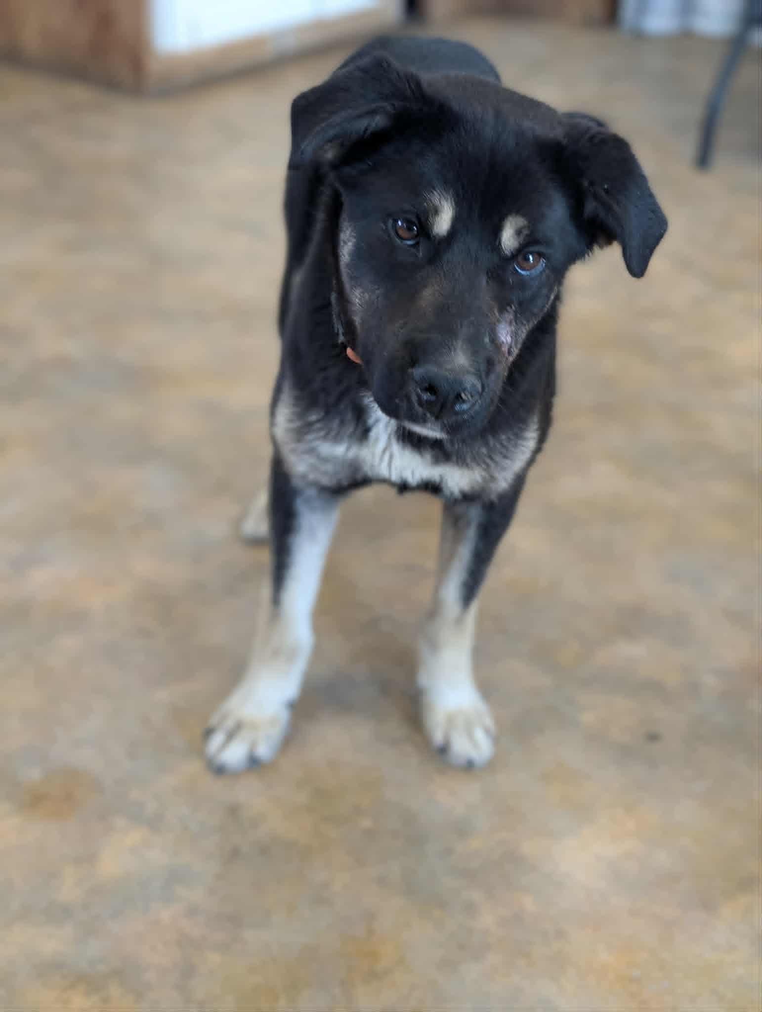 Enlarge Lena , a ADOPTABLE mixed breed in Bethel, AK image 3/3