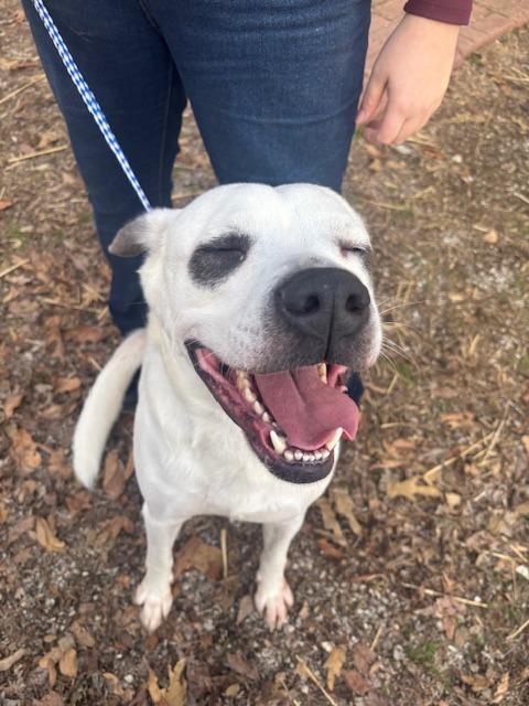 Enlarge HAZEL, a Adoptable mixed breed in Princeton, IN image 2/4