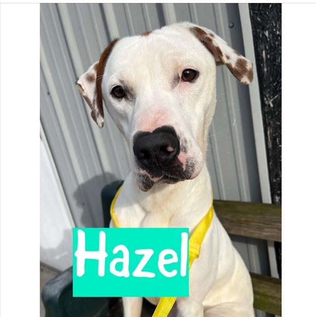 Enlarge HAZEL, a Adoptable mixed breed in Princeton, IN image 3/4