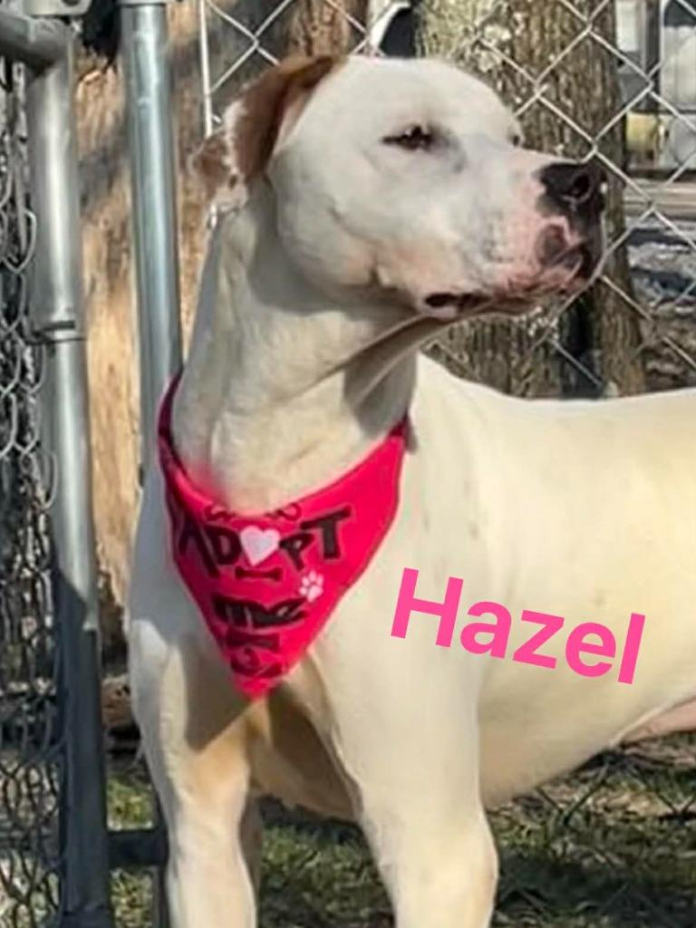Enlarge HAZEL, a Adoptable mixed breed in Princeton, IN image 4/4