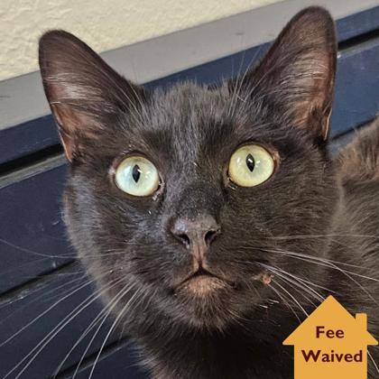 Enlarge Benito, a Adoptable mixed breed in Pleasanton, CA image 1/3