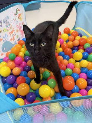 Enlarge Benito, a Adoptable mixed breed in Pleasanton, CA image 2/3