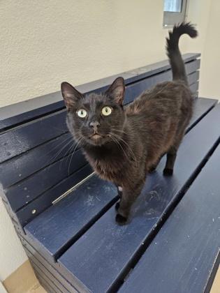 Enlarge Benito, a Adoptable mixed breed in Pleasanton, CA image 3/3