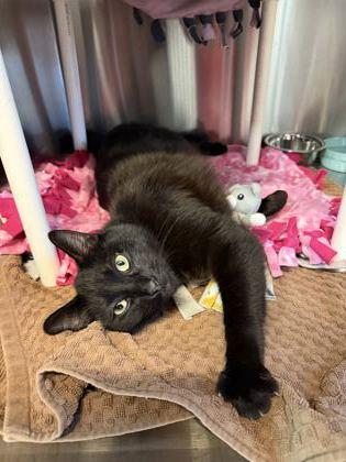 Benito, a Adoptable mixed breed in Pleasanton, CA image 2/3