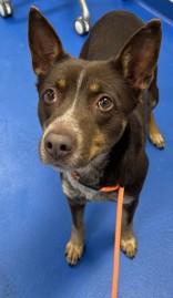 Bindi, adopted, Young Female Australian Cattle Dog / Blue Heeler.