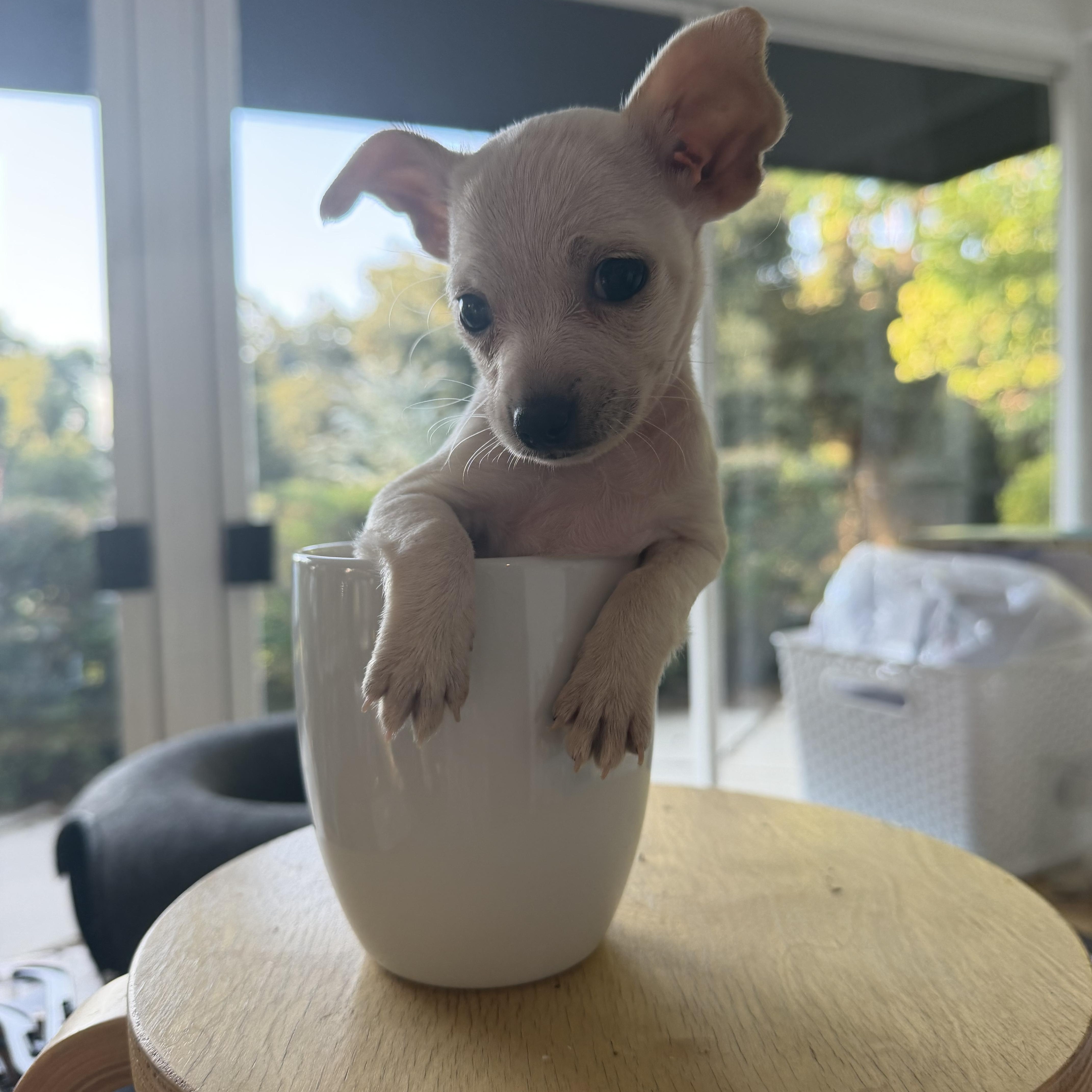 Kevin, an adopted Chihuahua in Redlands , CA image 3/3