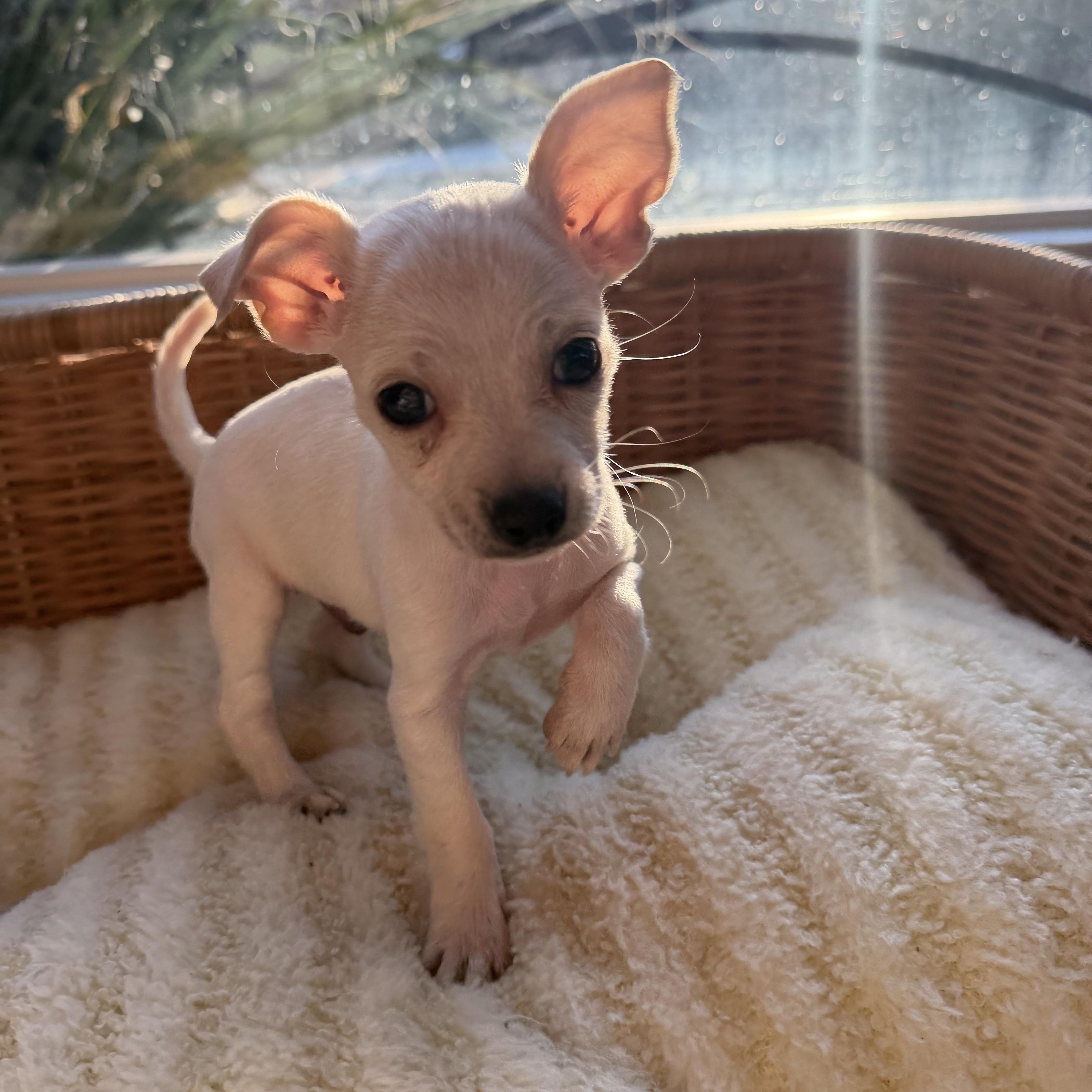 Kevin, adopted, Puppy Male Chihuahua.