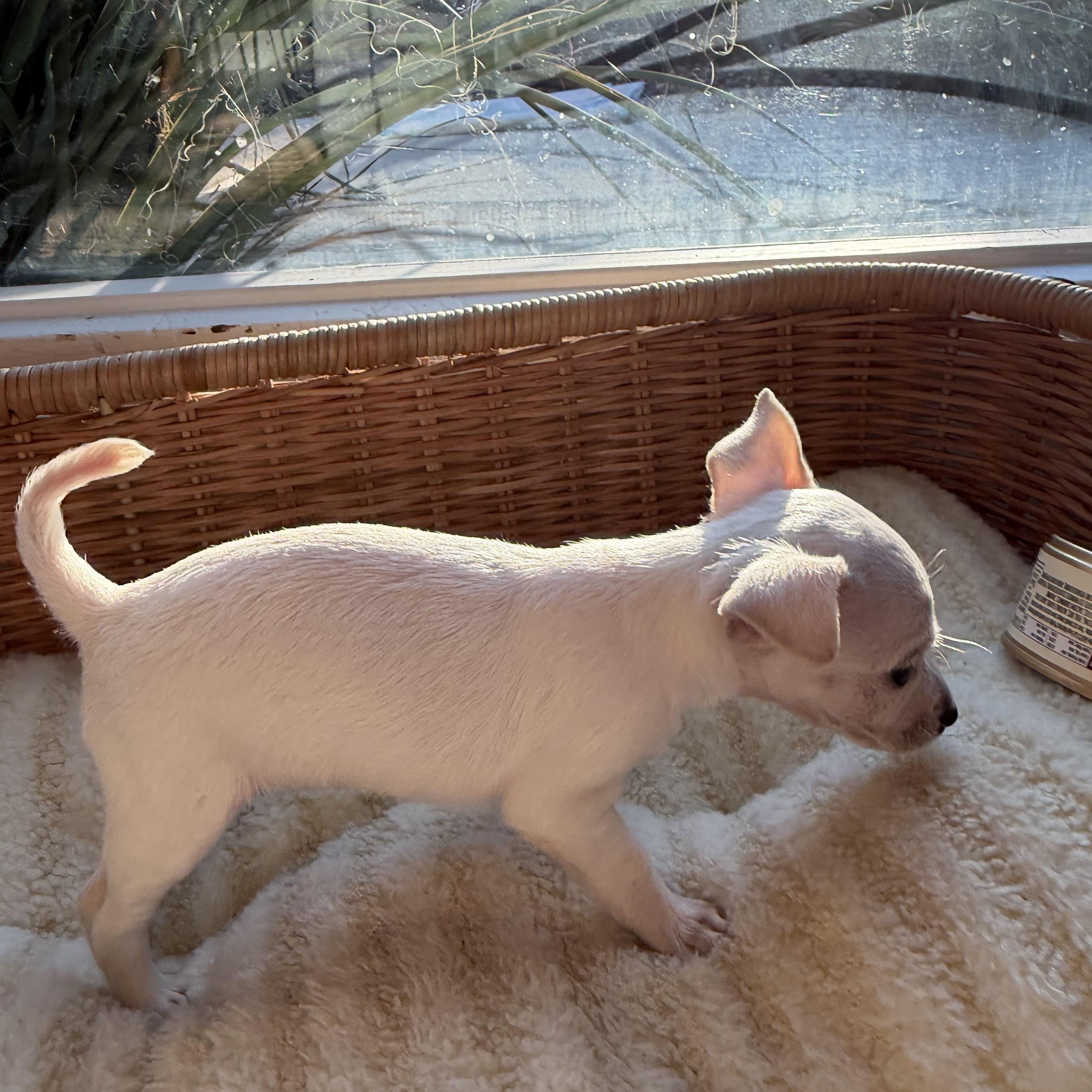 Kevin, an adopted Chihuahua in Redlands , CA image 2/3