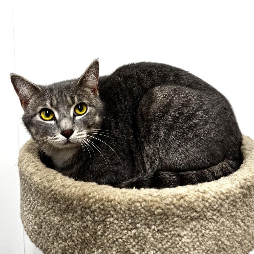 Ridley, Adoptable, Young Female Domestic Short Hair.