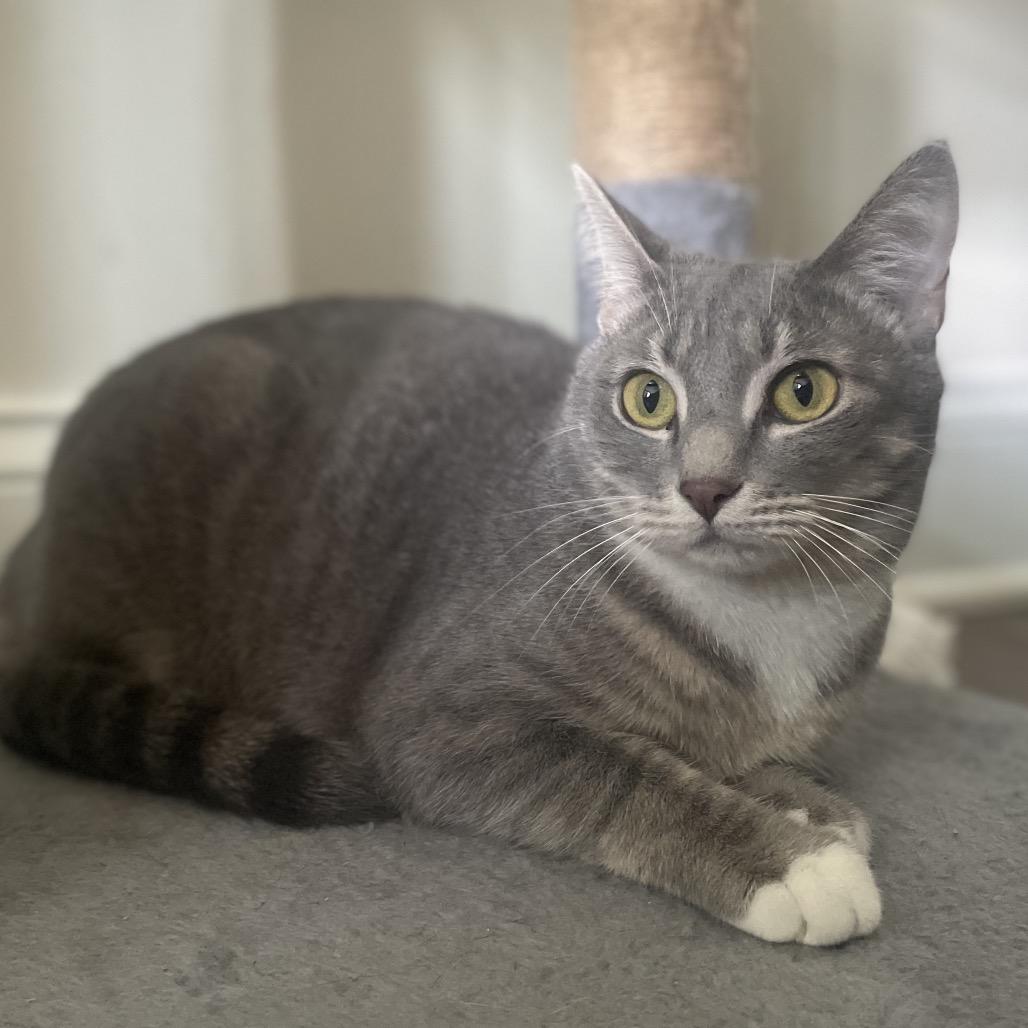 Ridley, Adoptable, Adult Female Domestic Short Hair.