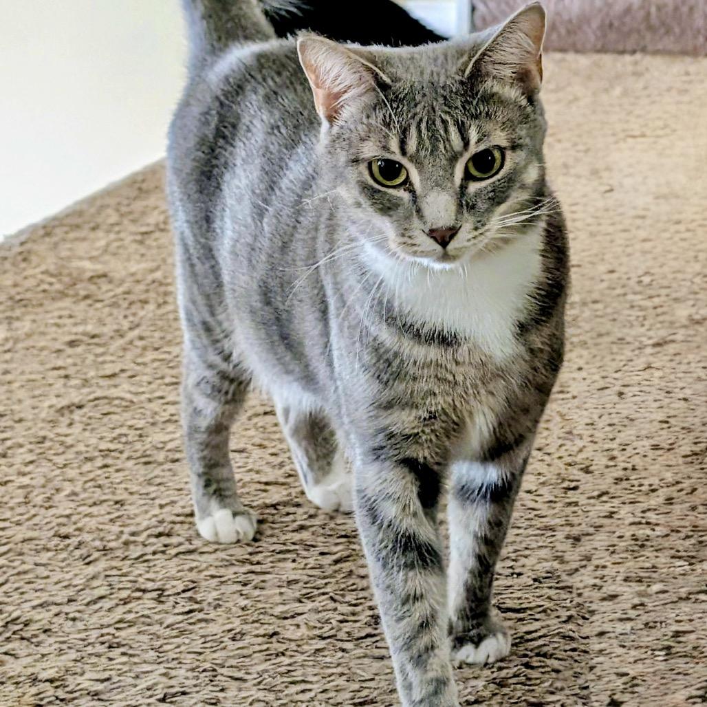 Enlarge Ridley, a Adoptable Domestic Short Hair in Woodstock, GA image 2/6