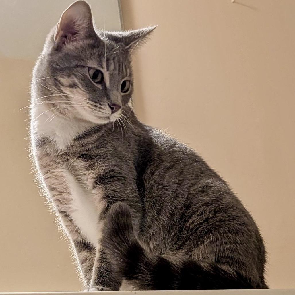 Enlarge Ridley, a Adoptable Domestic Short Hair in Woodstock, GA image 3/6