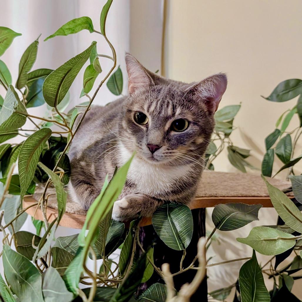 Enlarge Ridley, a Adoptable Domestic Short Hair in Woodstock, GA image 4/6