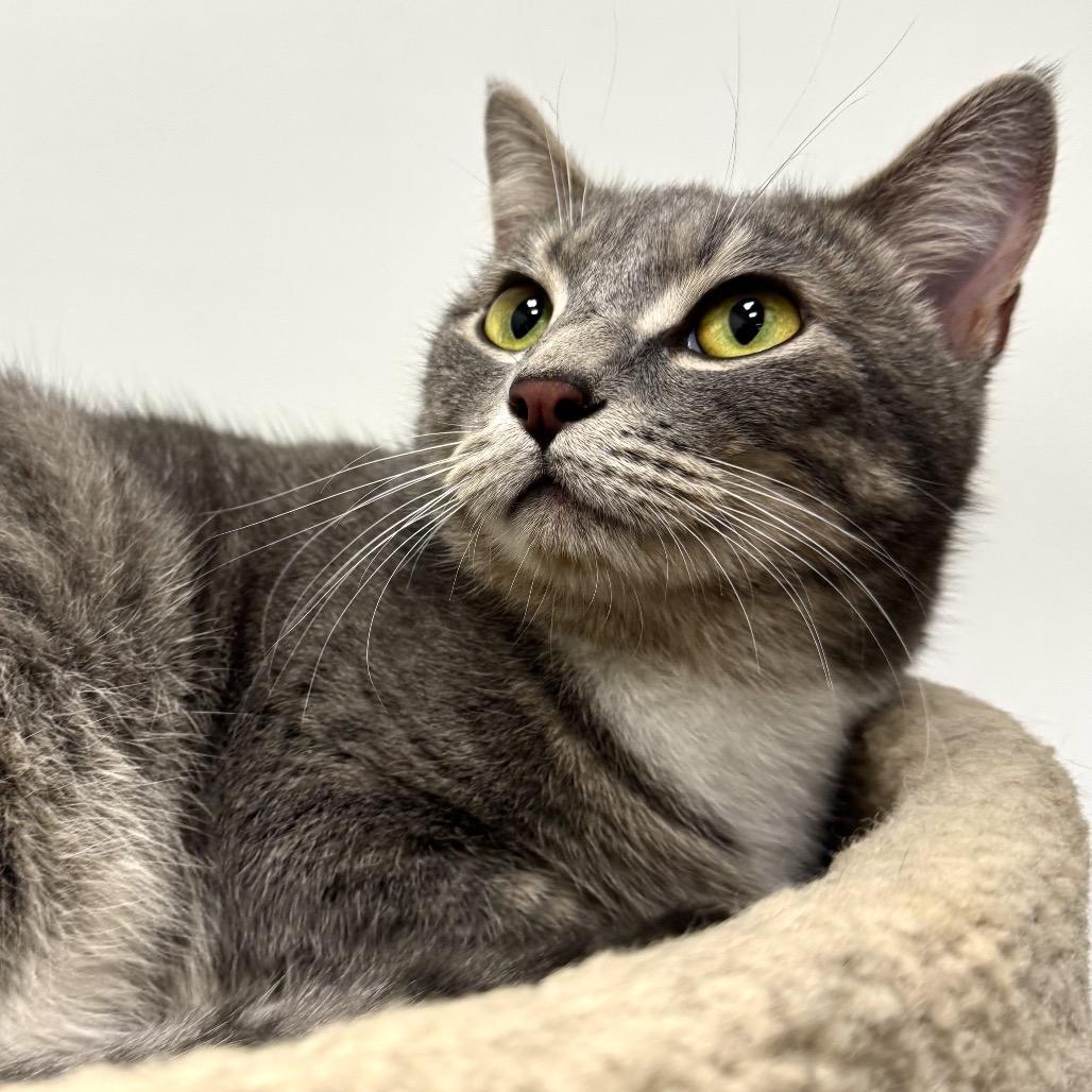 Enlarge Ridley, a Adoptable Domestic Short Hair in Woodstock, GA image 2/3