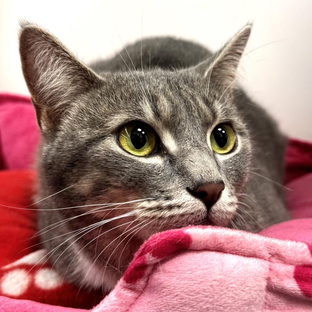 Enlarge Ridley, a Adoptable Domestic Short Hair in Woodstock, GA image 3/3