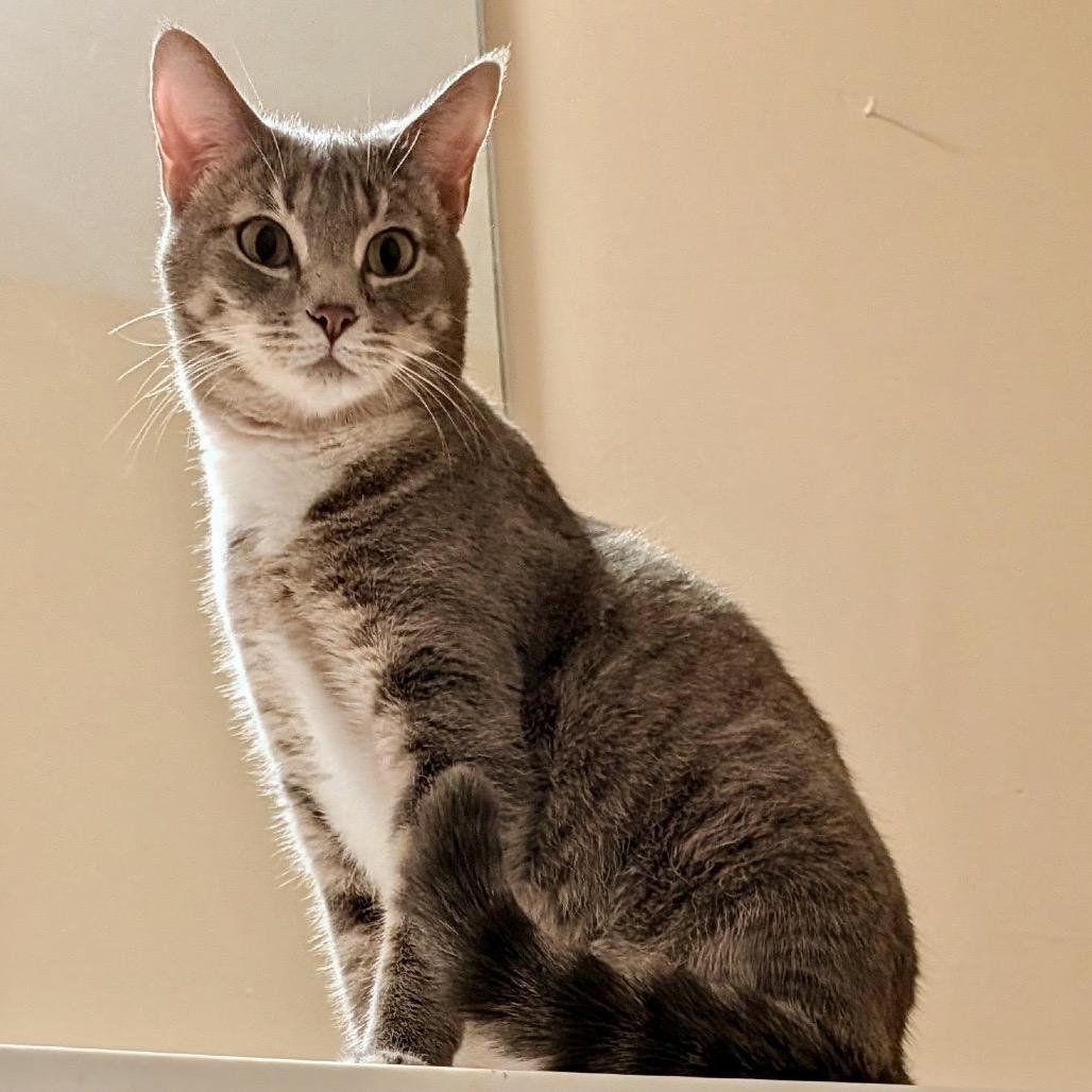 Enlarge Ridley, a Adoptable Domestic Short Hair in Woodstock, GA image 6/6