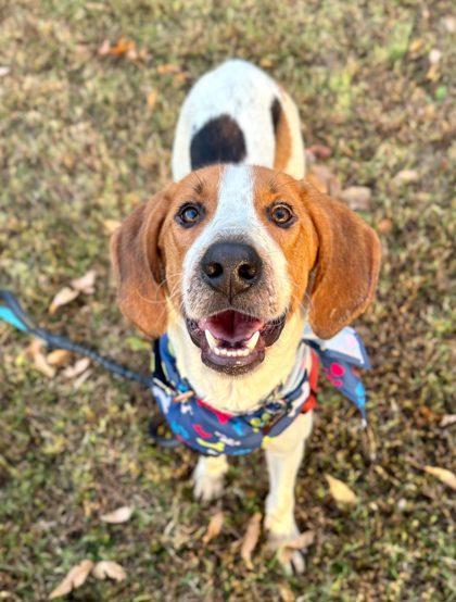 Seagull, Adoptable, Adult Male Hound & Mixed Breed.