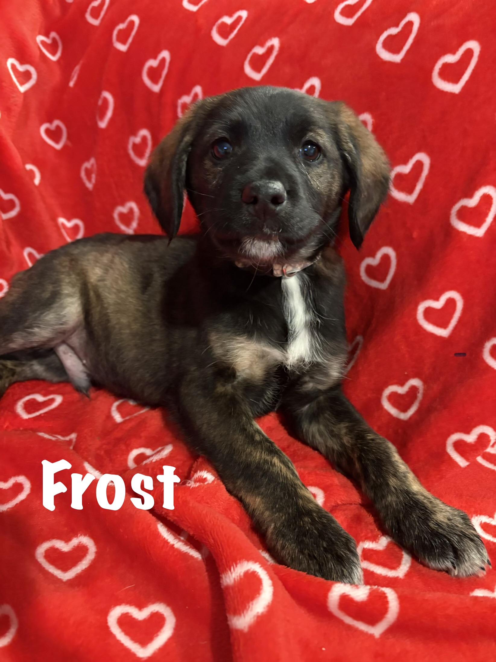 Enlarge Frost, a Adoptable mixed breed in Ayden, NC image 1/6