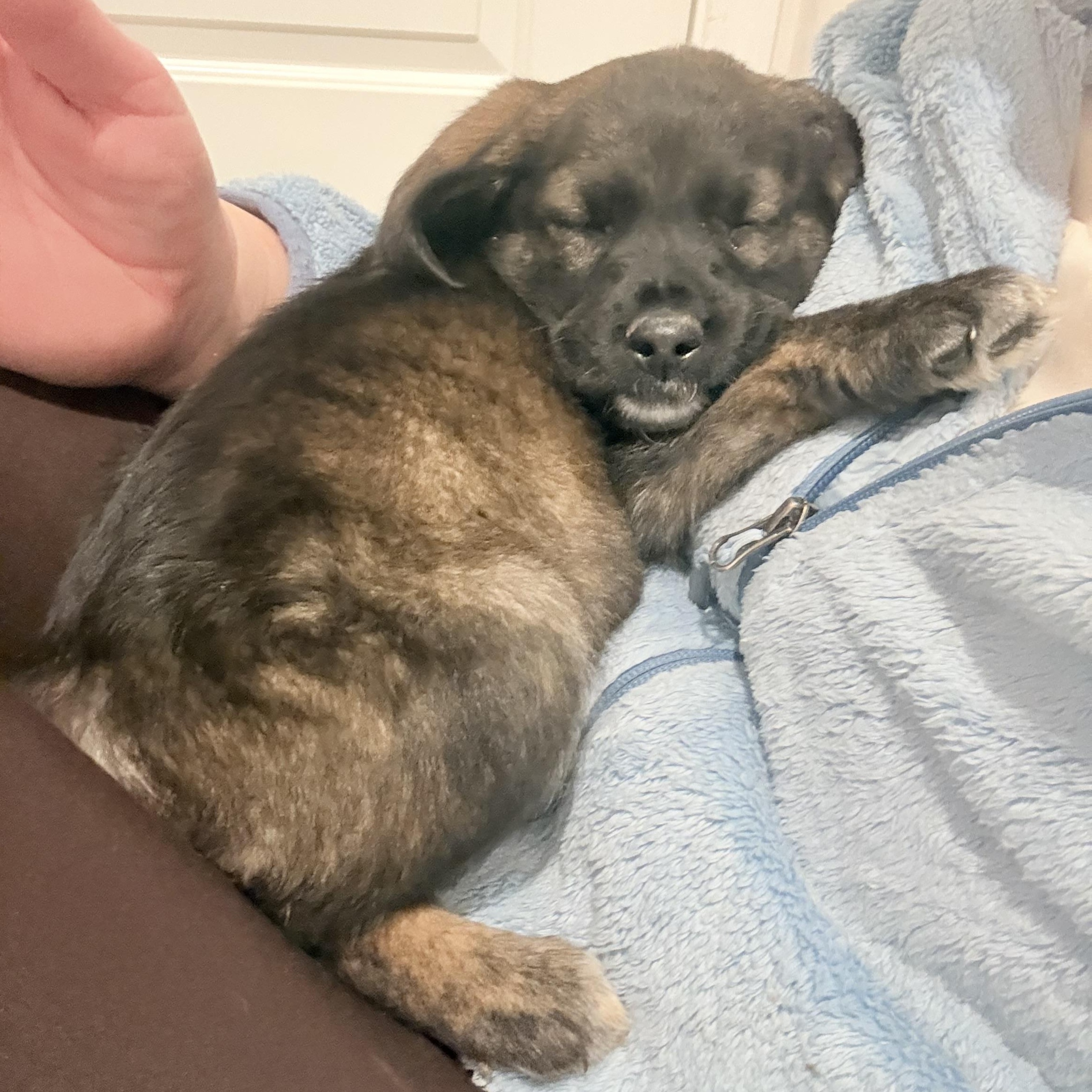 Enlarge Frost, a Adoptable mixed breed in Ayden, NC image 2/6