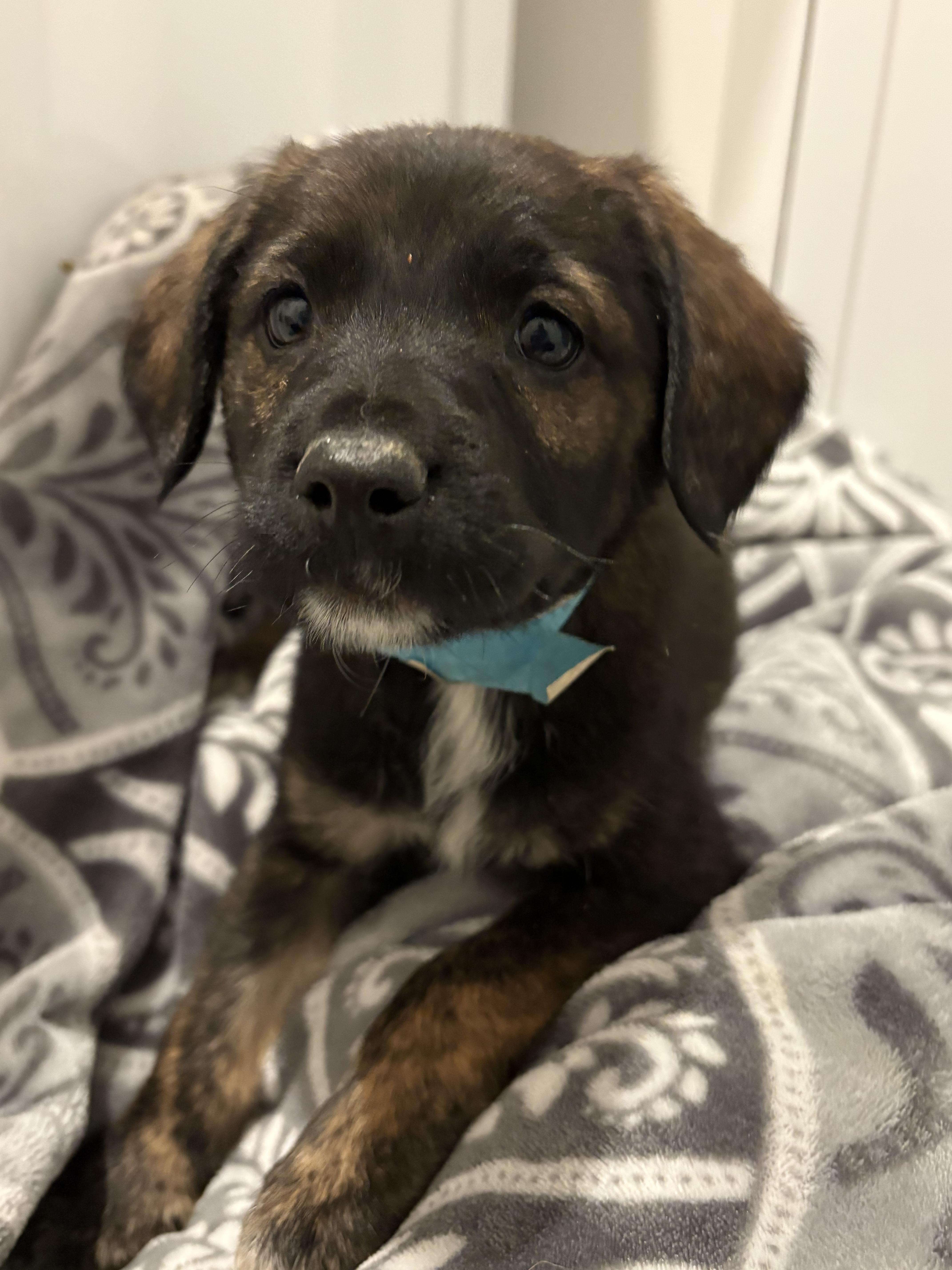 Enlarge Frost, a Adoptable mixed breed in Ayden, NC image 3/6