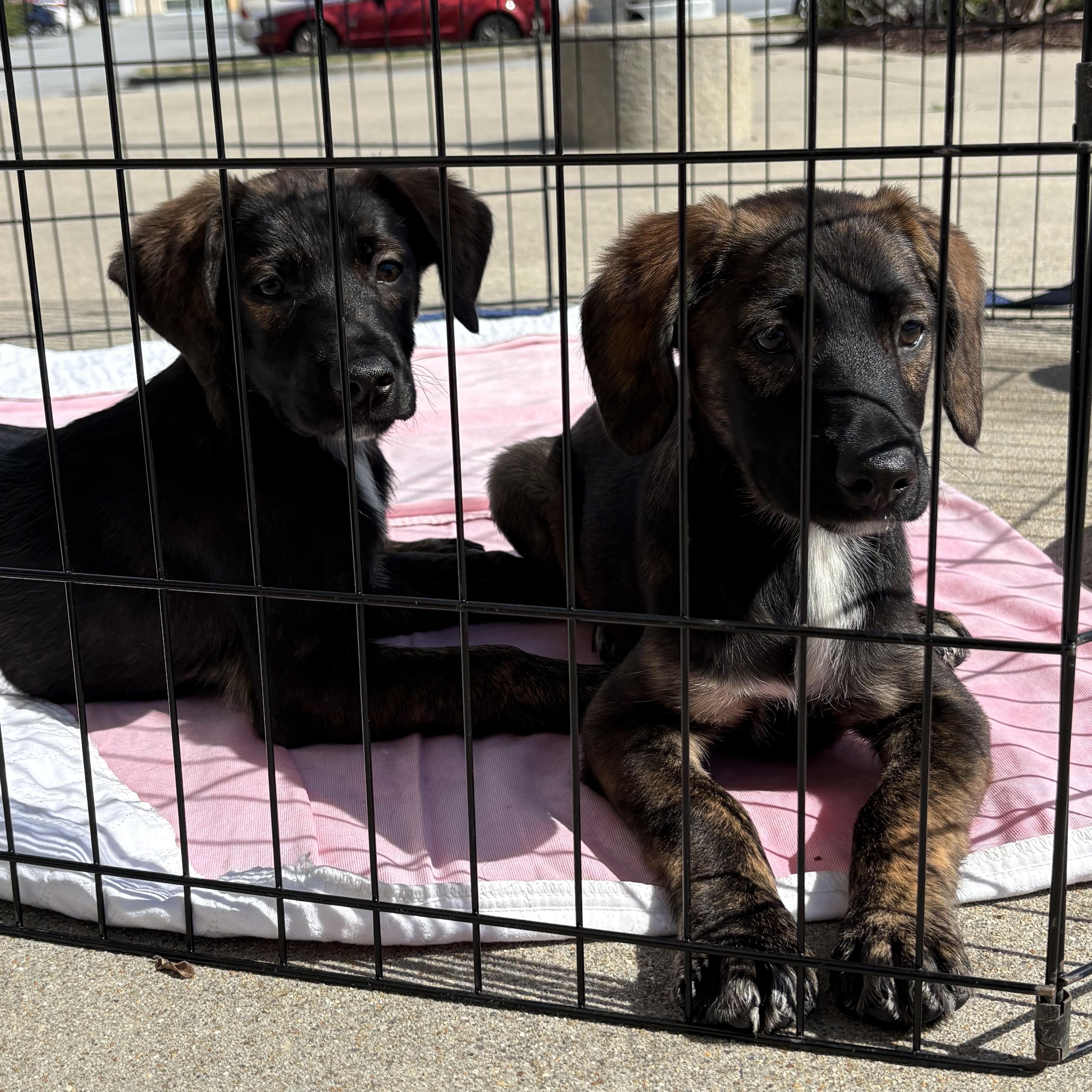 Enlarge Frost, a Adoptable mixed breed in Ayden, NC image 6/6
