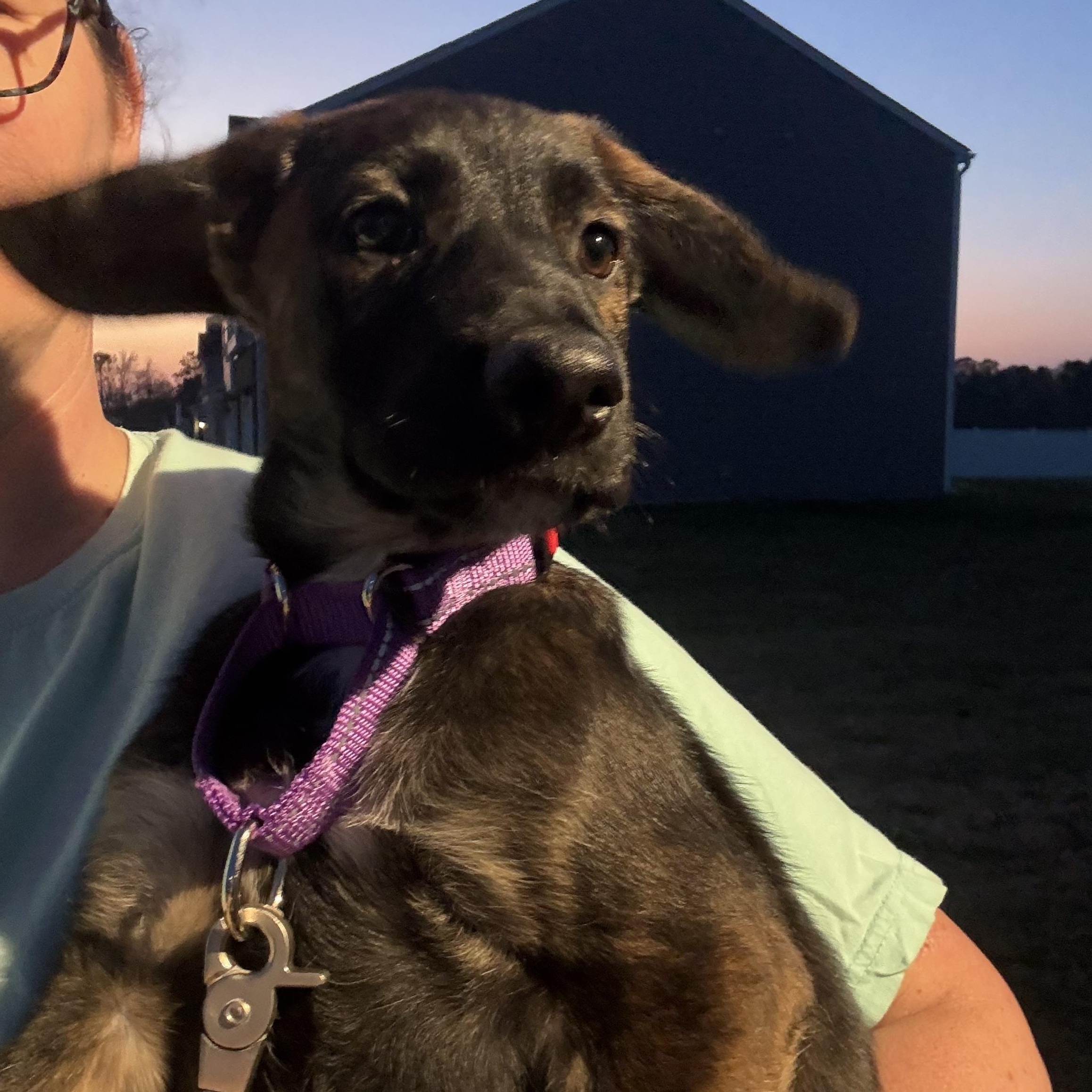 Enlarge Frost, a Adoptable mixed breed in Ayden, NC image 5/6