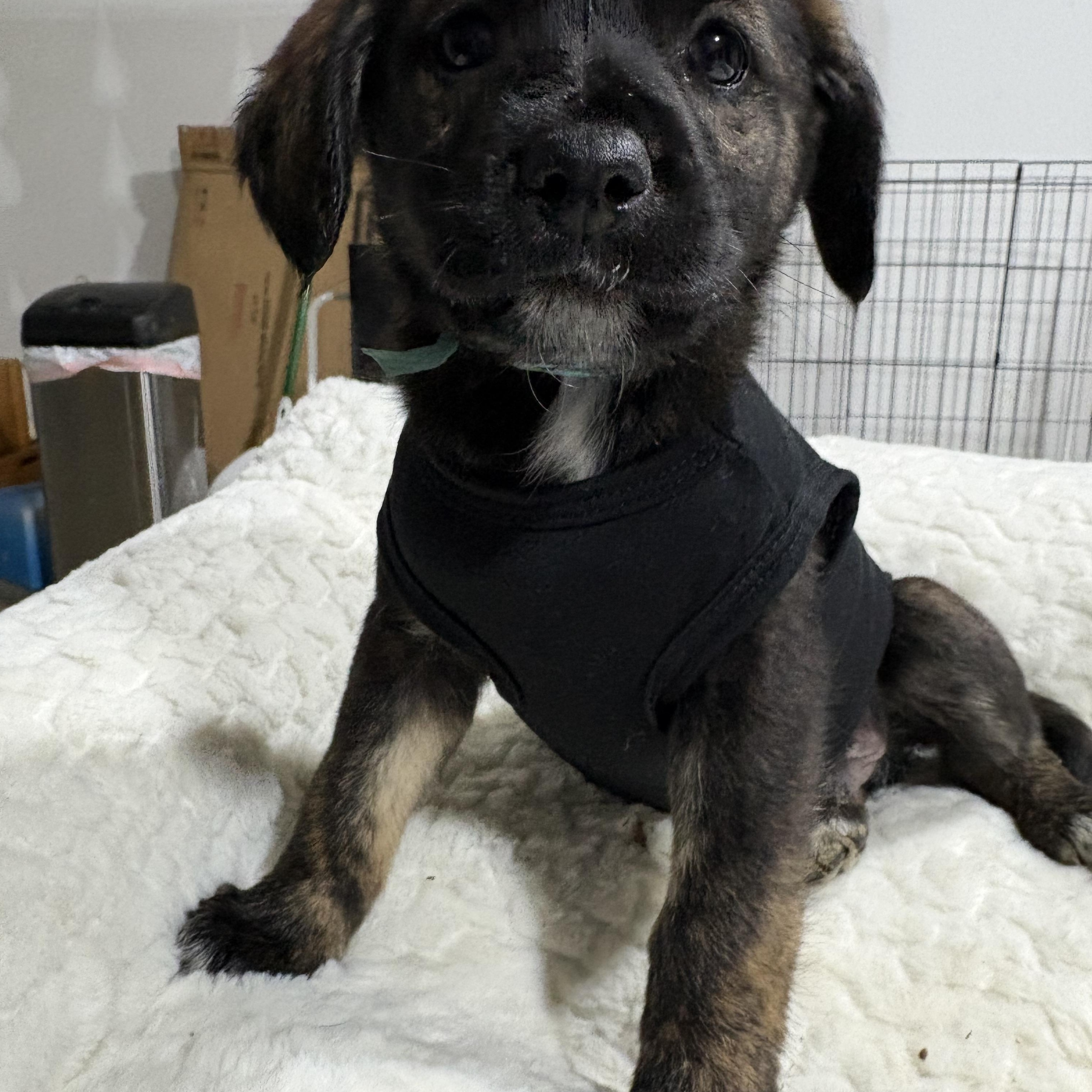 Enlarge Frost, a Adoptable mixed breed in Ayden, NC image 4/6