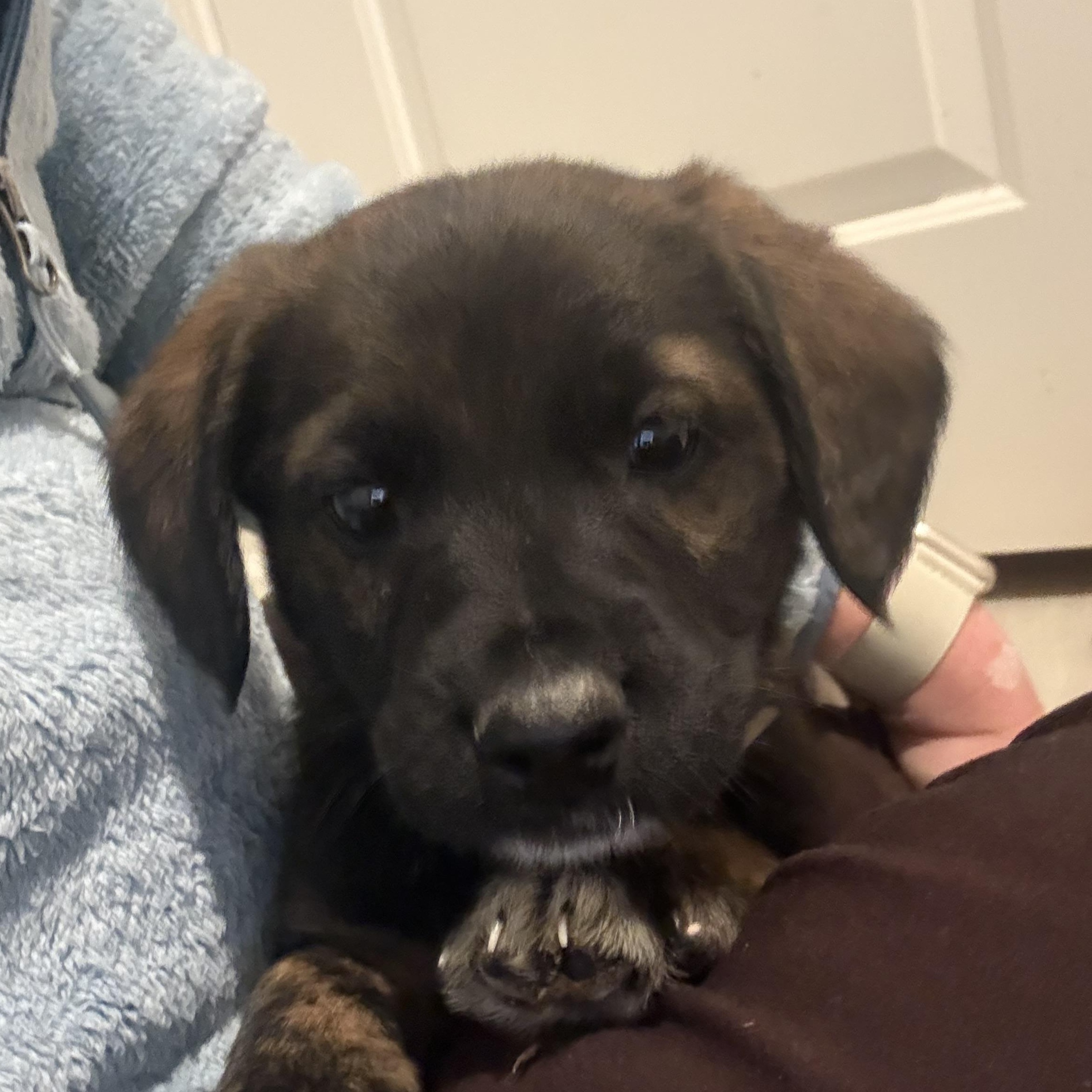 Enlarge Frost, a Adoptable mixed breed in Ayden, NC image 5/6