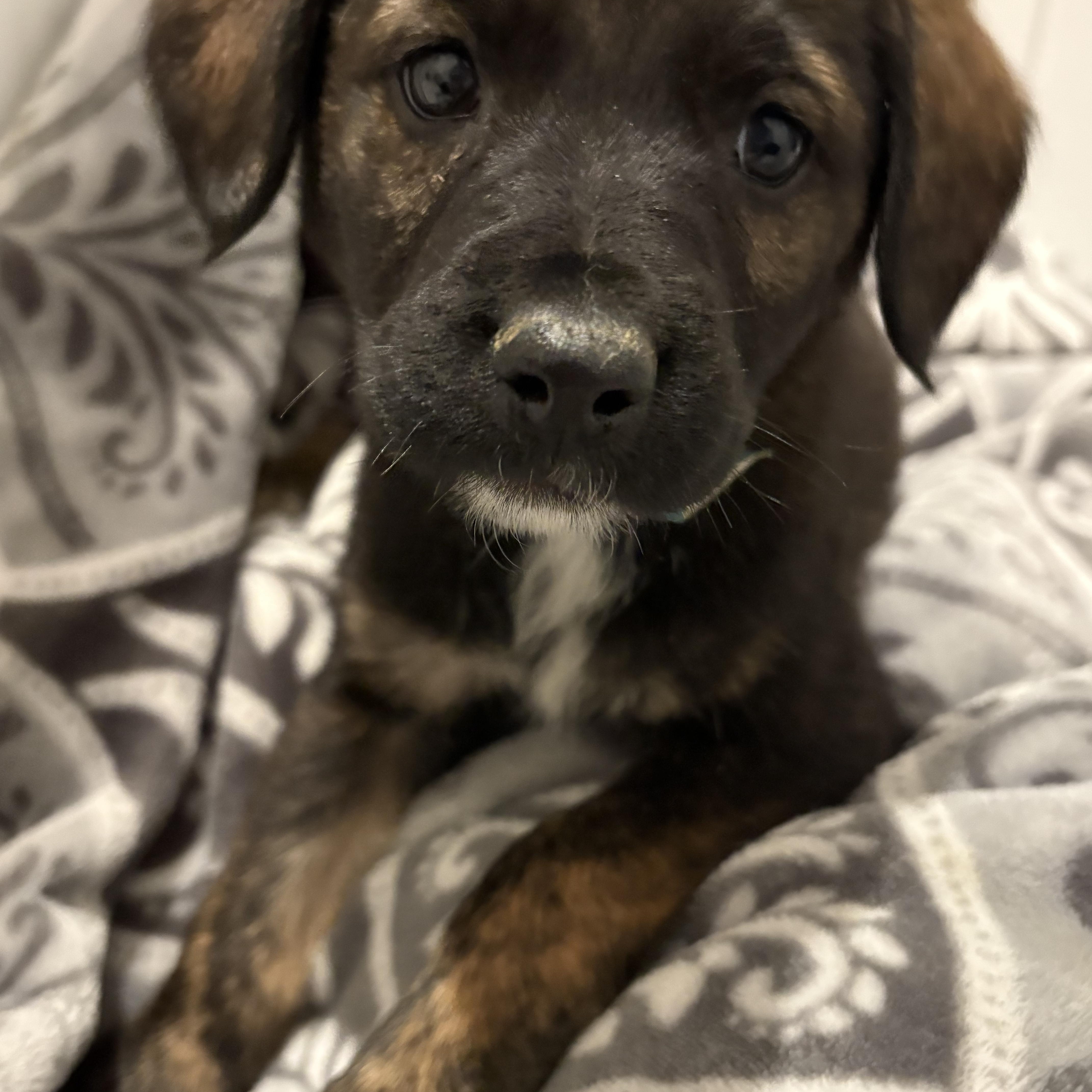 Enlarge Frost, a Adoptable mixed breed in Ayden, NC image 6/6