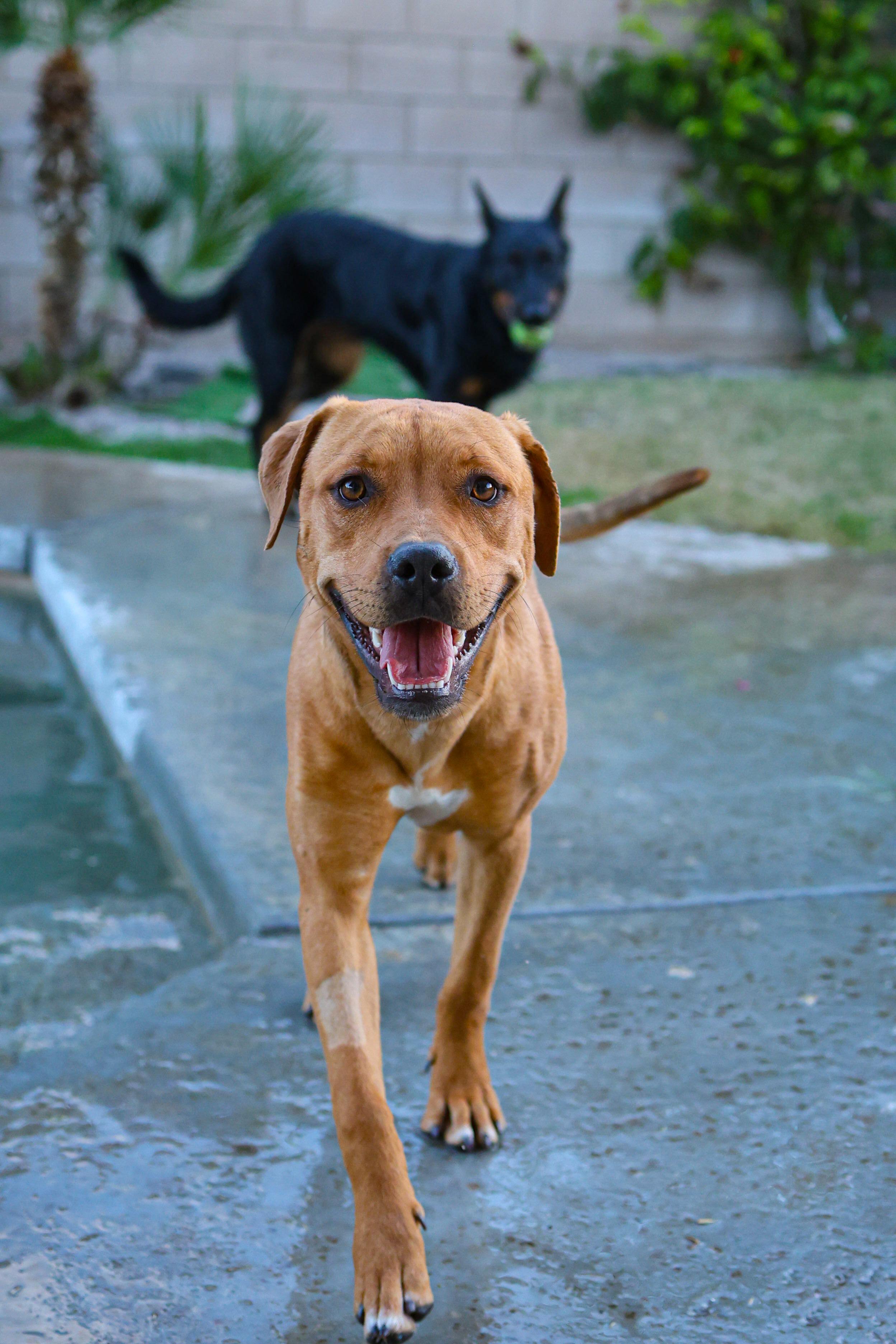 Amren, Adoptable, Young Female Cane Corso & Labrador Retriever.