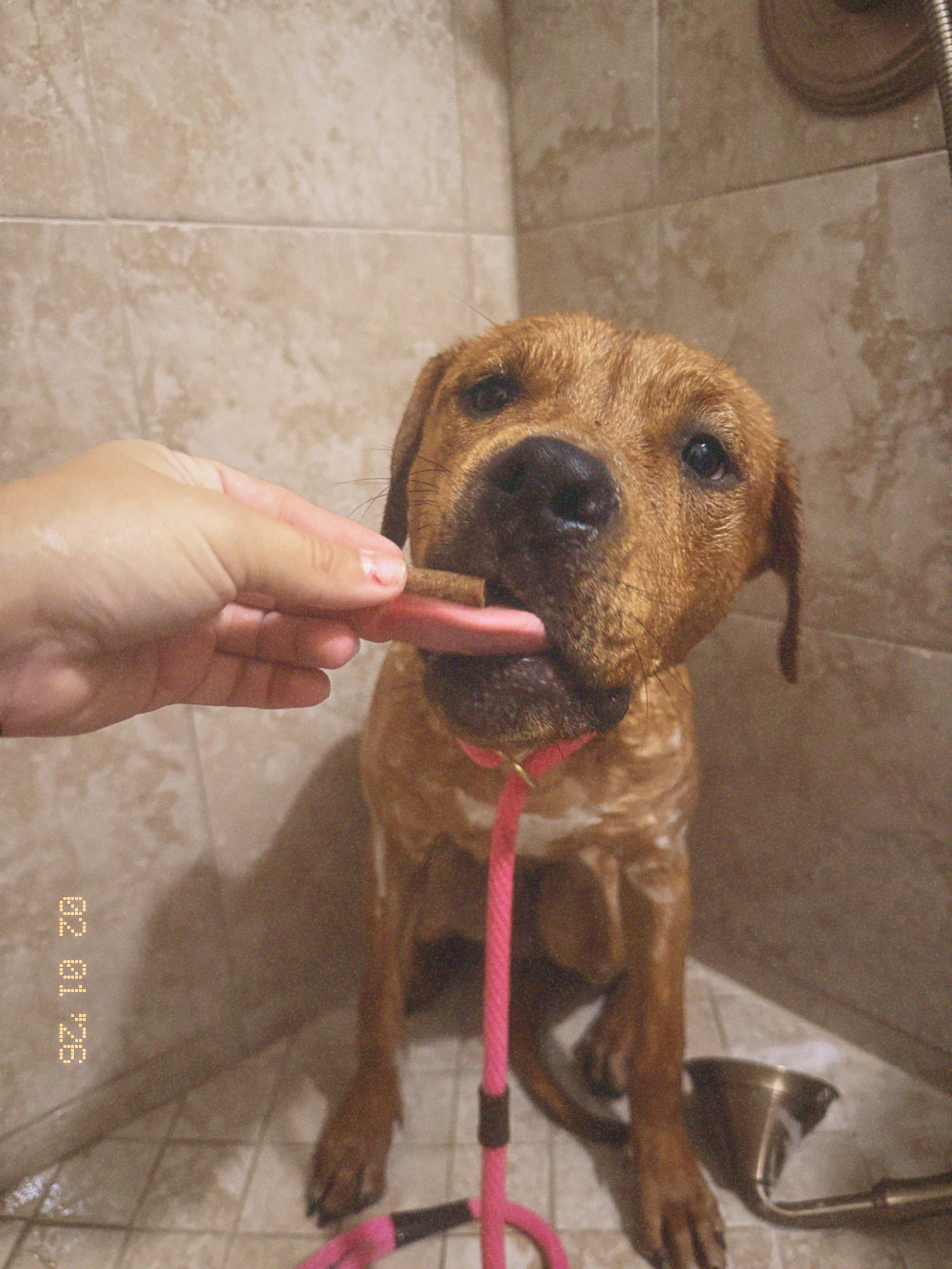 Enlarge Amren, a Adoptable mixed breed in Palm desert, CA image 2/5