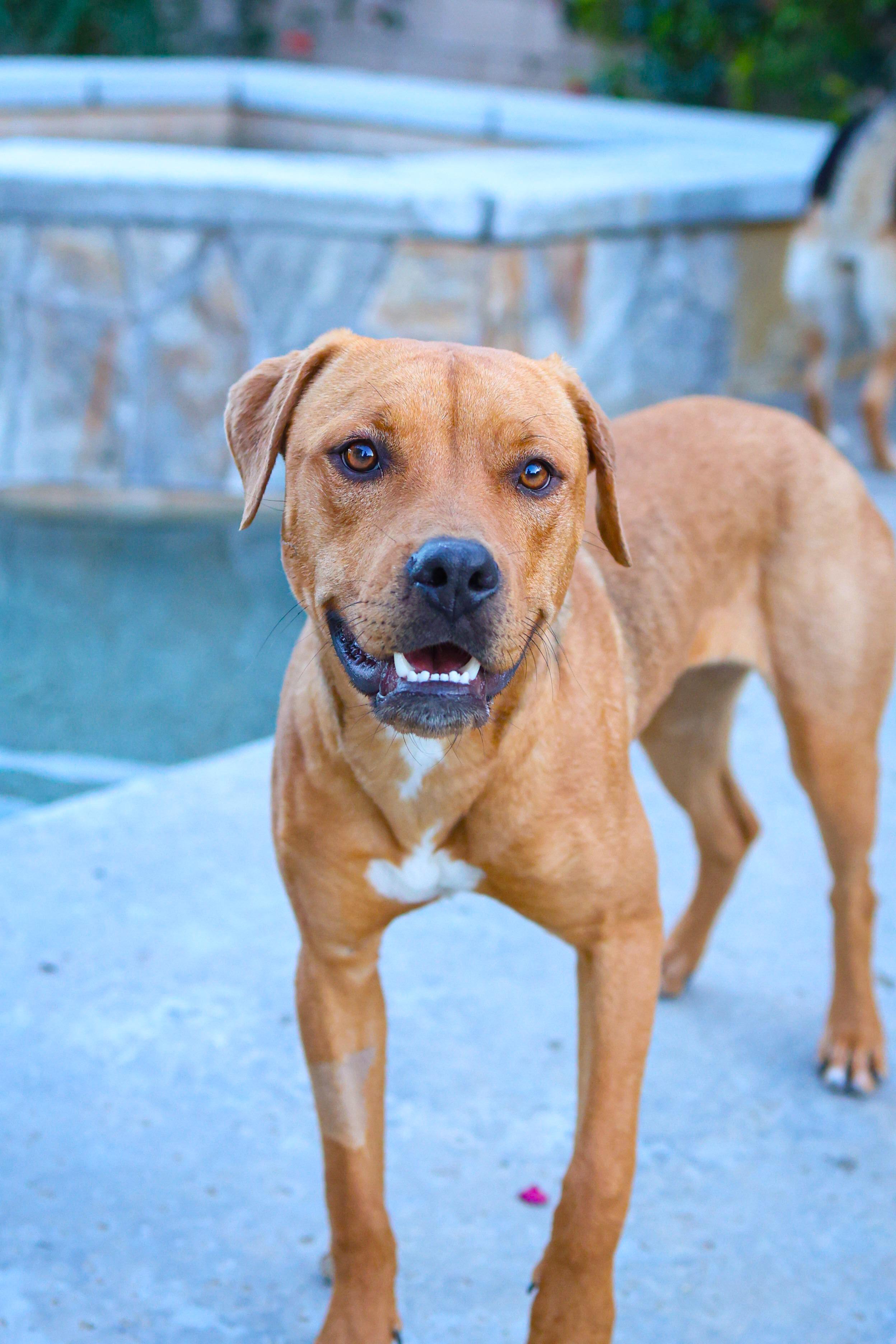 Enlarge Amren, a Adoptable mixed breed in Palm desert, CA image 3/5