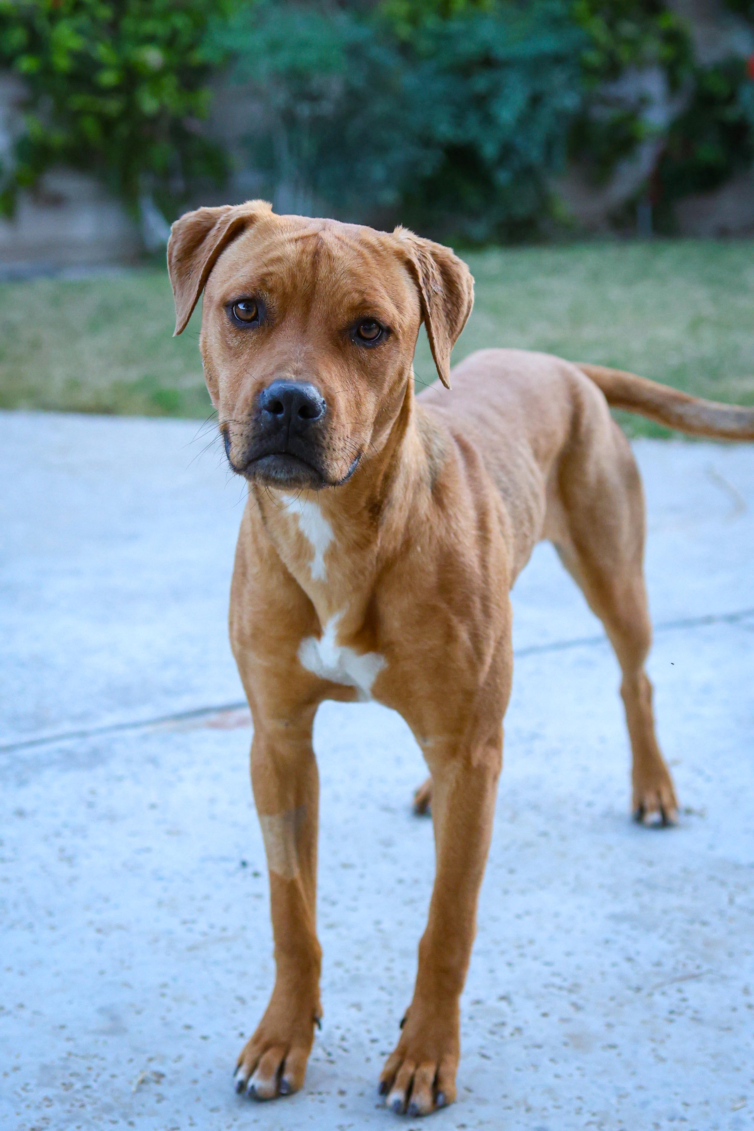 Enlarge Amren, a Adoptable mixed breed in Palm desert, CA image 4/5