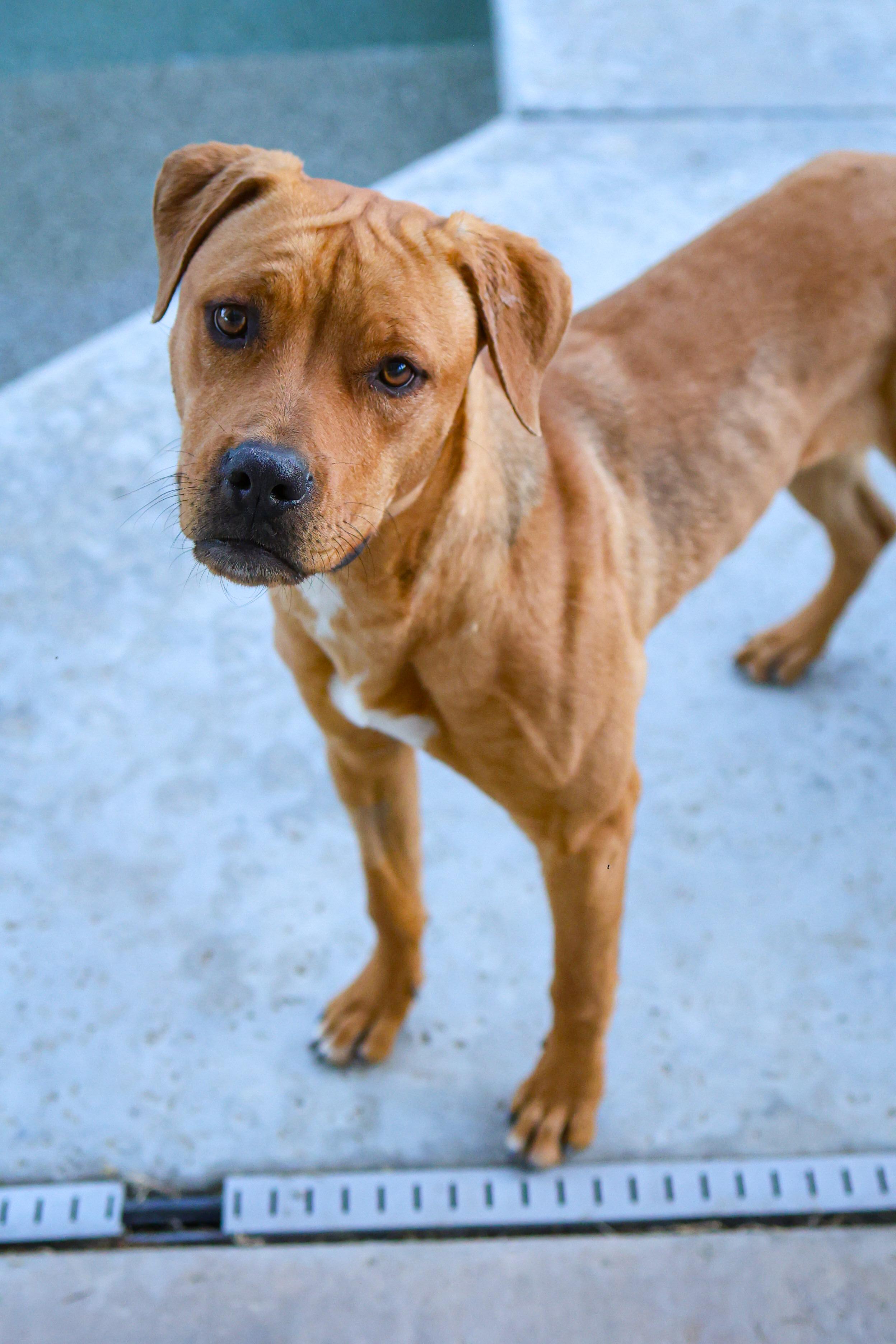 Enlarge Amren, a Adoptable mixed breed in Palm desert, CA image 5/5