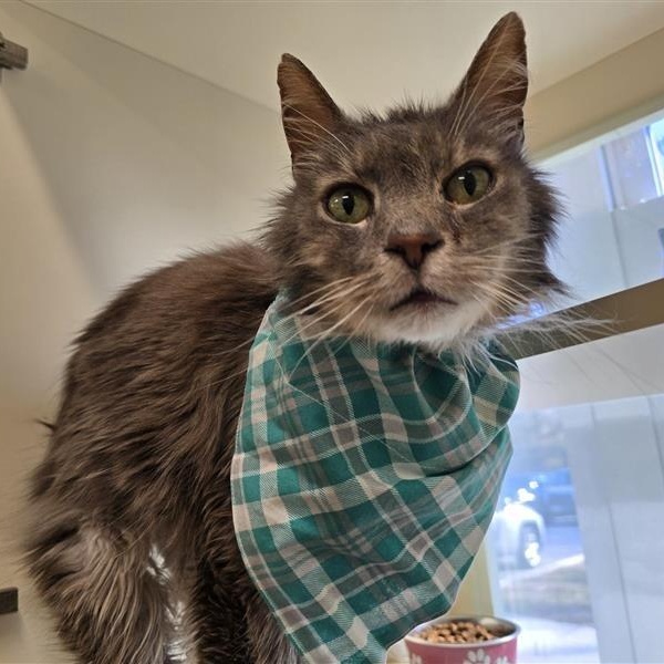 Enlarge Max, a ADOPTABLE Domestic Long Hair in Prince Frederick, MD image 4/5