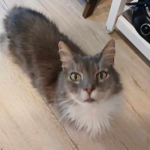 Enlarge Max, a ADOPTABLE Domestic Long Hair in Prince Frederick, MD image 2/5