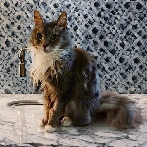 Max, ADOPTABLE, Senior Male Domestic Long Hair.