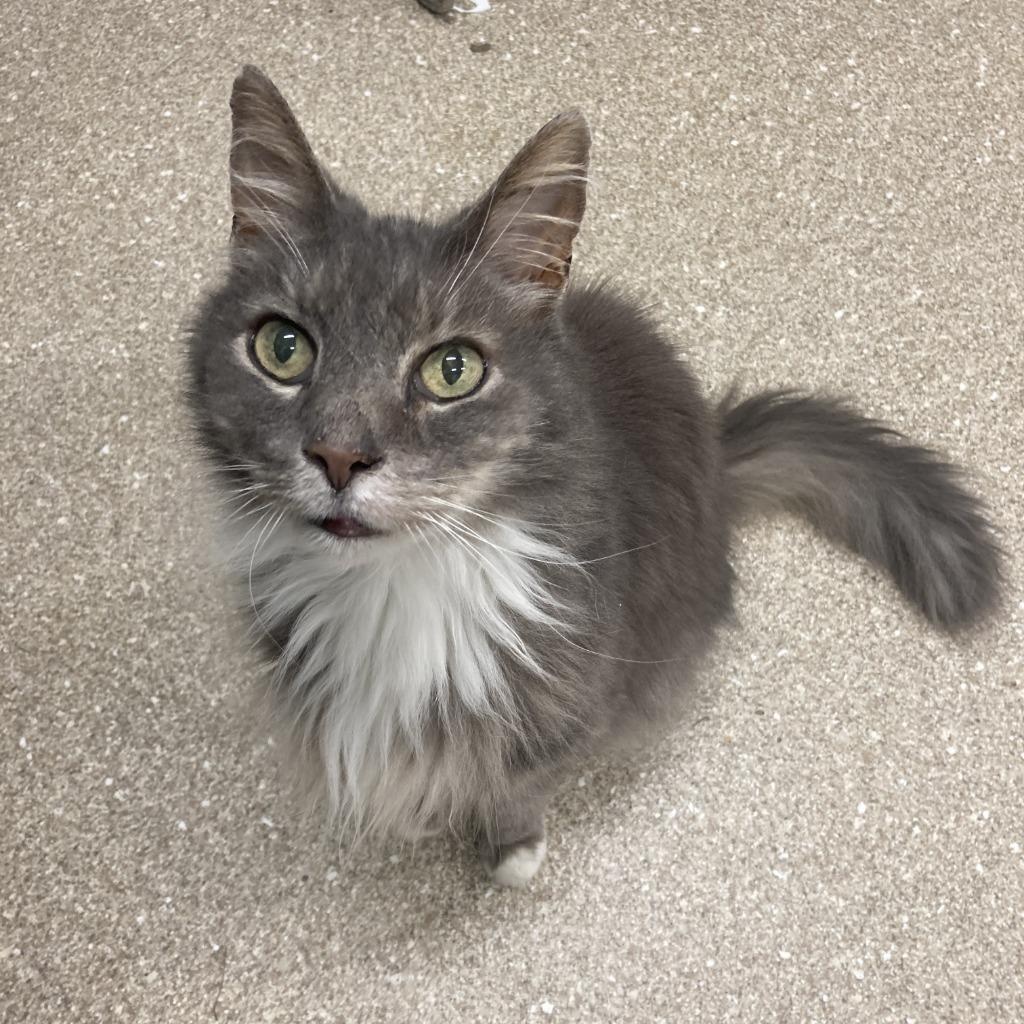 Enlarge Max, a ADOPTABLE Domestic Long Hair in Prince Frederick, MD image 5/5