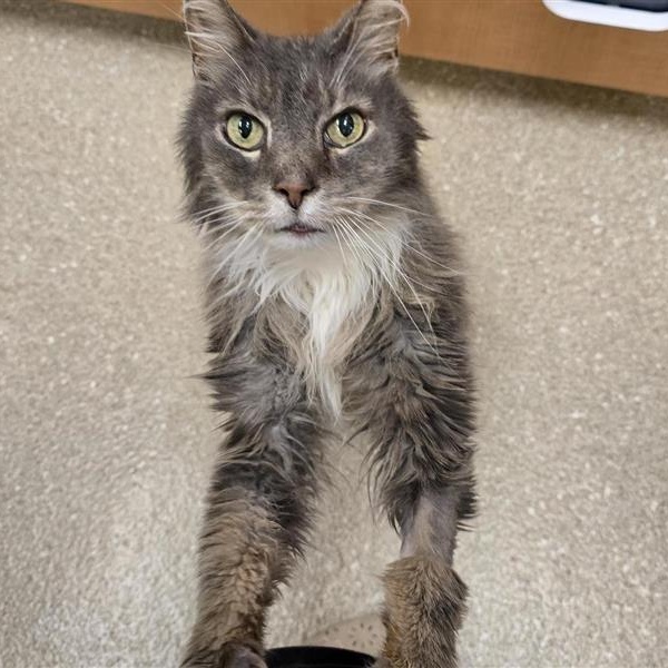 Enlarge Max, a ADOPTABLE Domestic Long Hair in Prince Frederick, MD image 3/5
