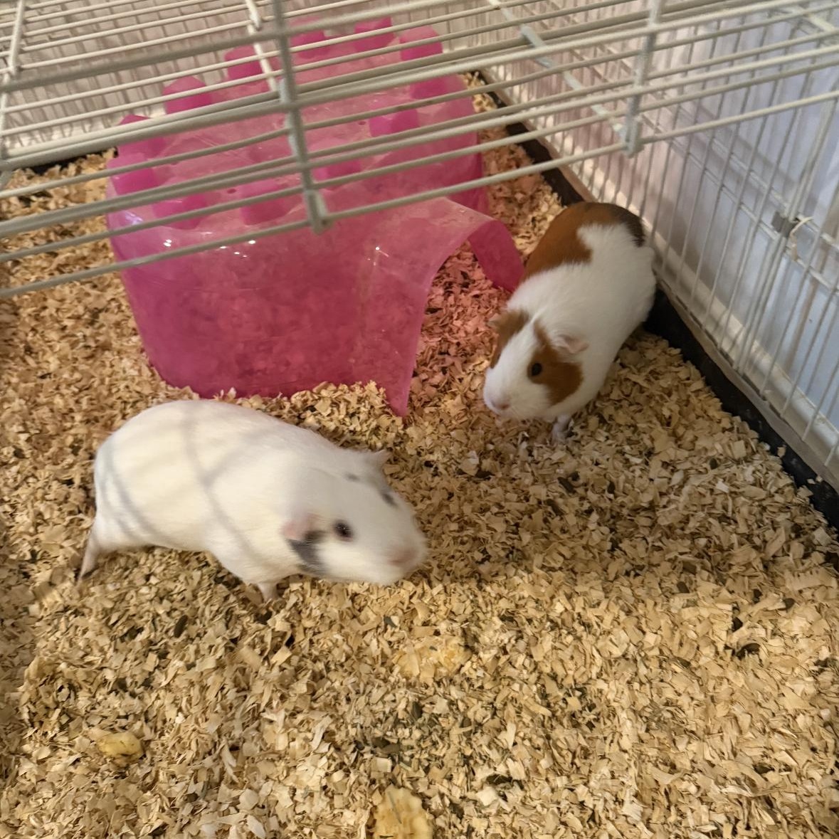 Courtesy Post/Coconut & Peaches, ADOPTABLE, Adult Female Guinea Pig.