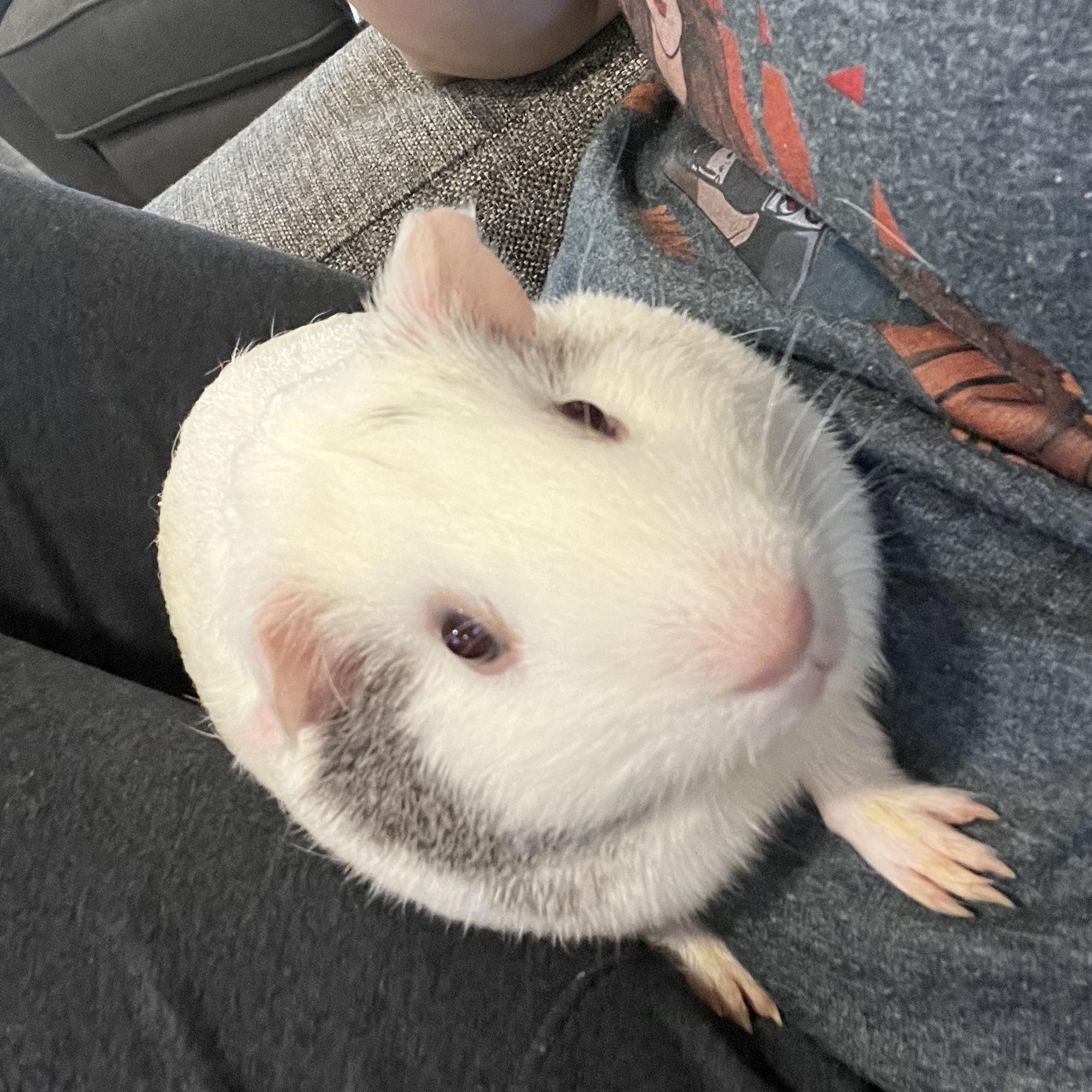 Enlarge Courtesy Post/Coconut & Peaches, a ADOPTABLE Guinea Pig in Medfield, MA image 2/4