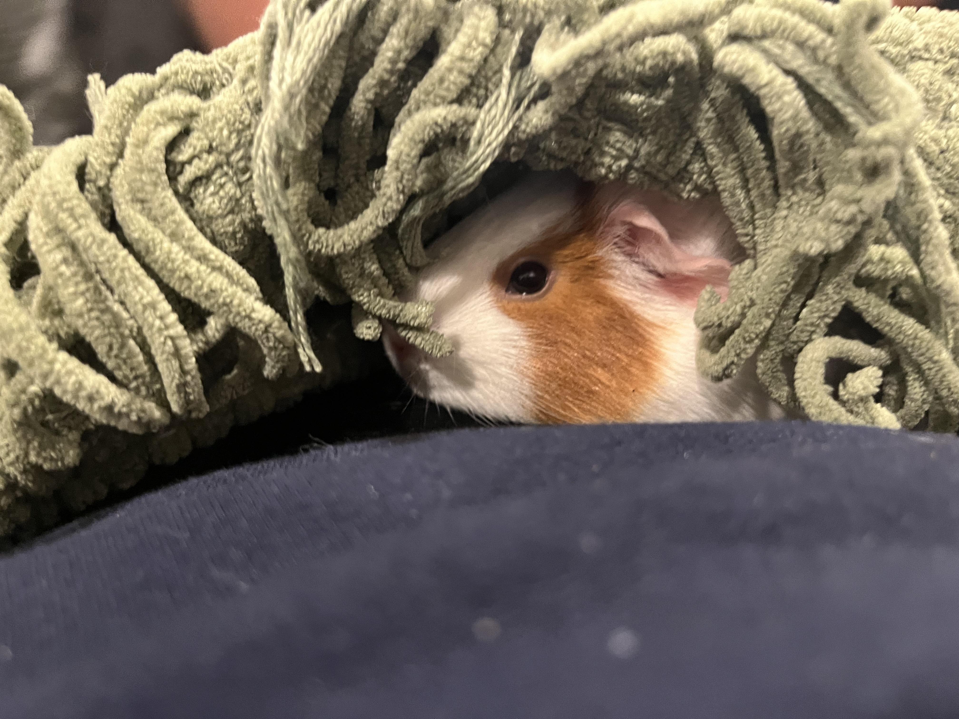 Enlarge Courtesy Post/Coconut & Peaches, a ADOPTABLE Guinea Pig in Medfield, MA image 3/4