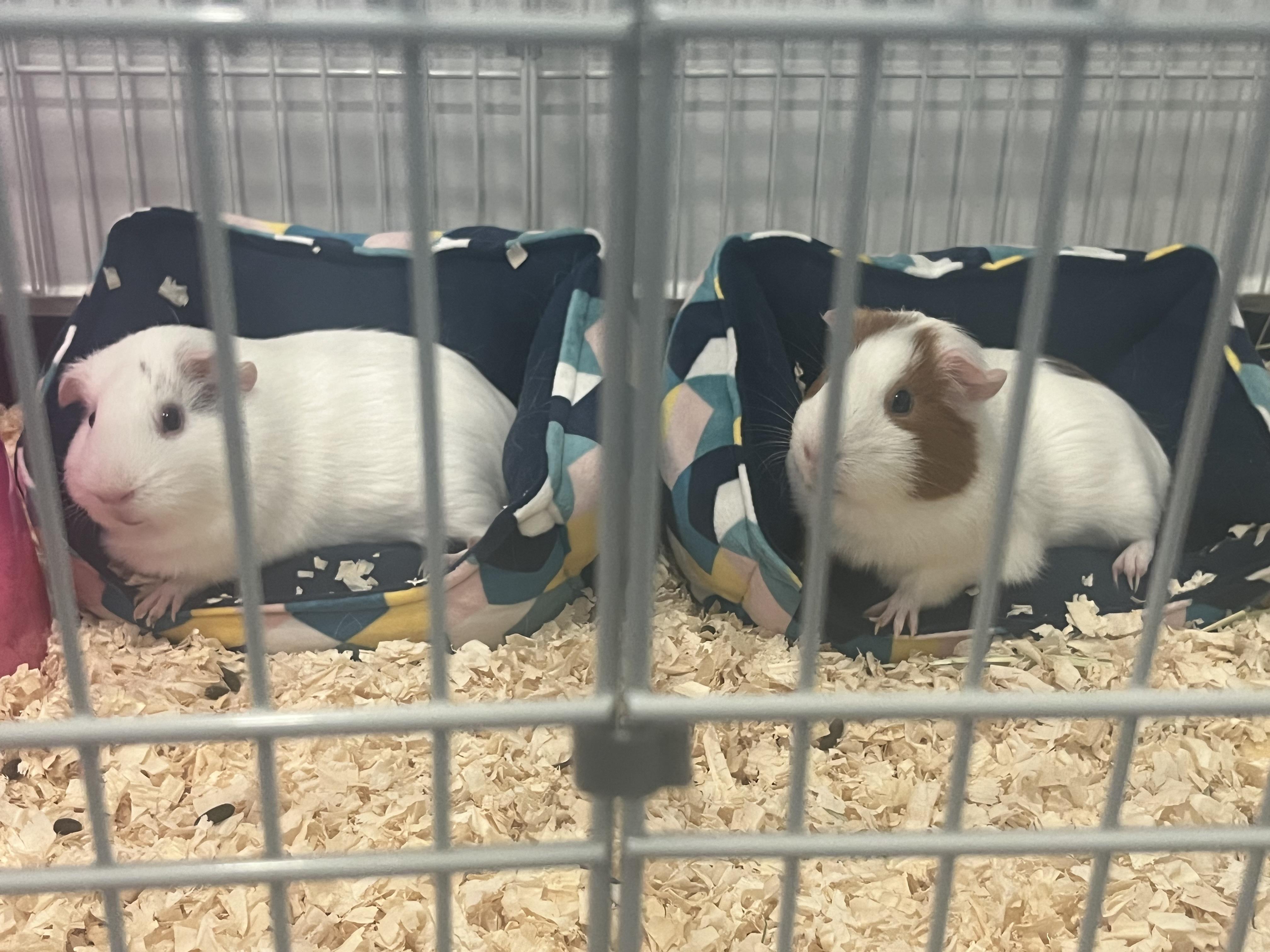 Enlarge Courtesy Post/Coconut & Peaches, a ADOPTABLE Guinea Pig in Medfield, MA image 4/4